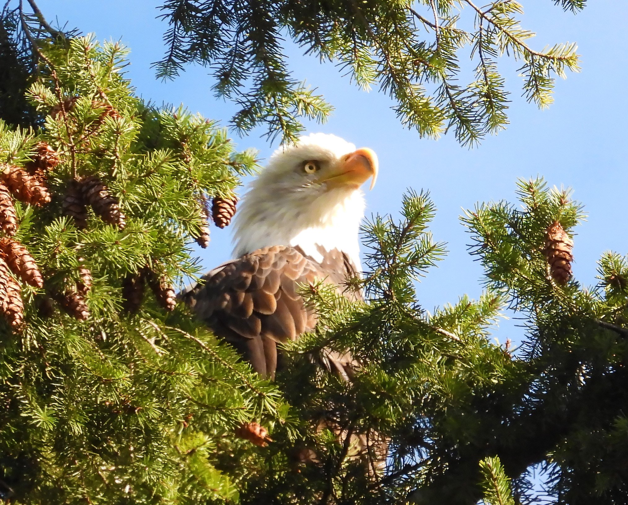 Eagle