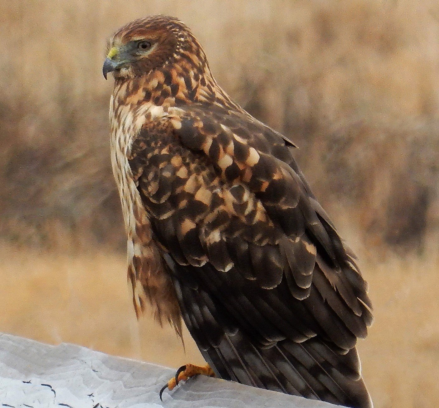 Northern Harrier