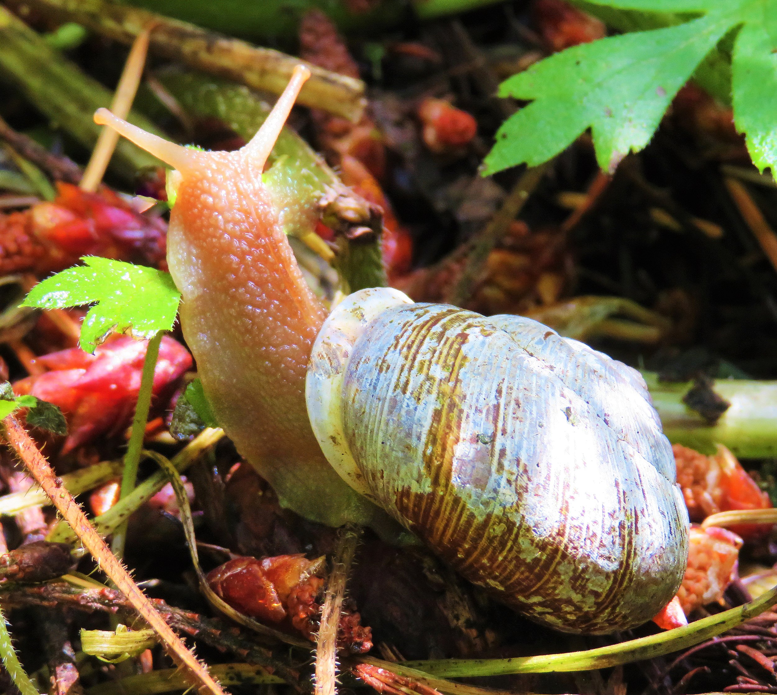 Snail