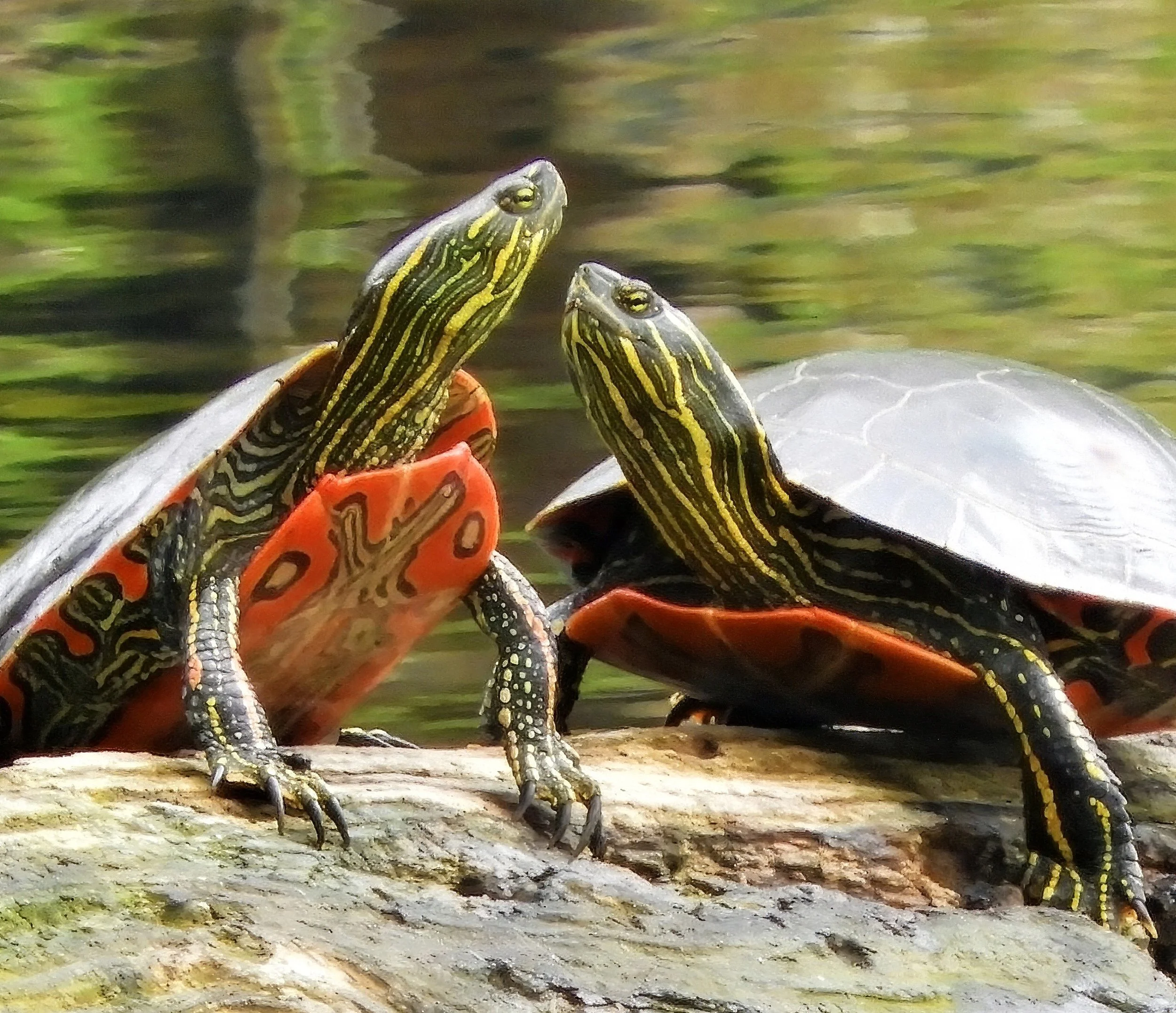 Turtles