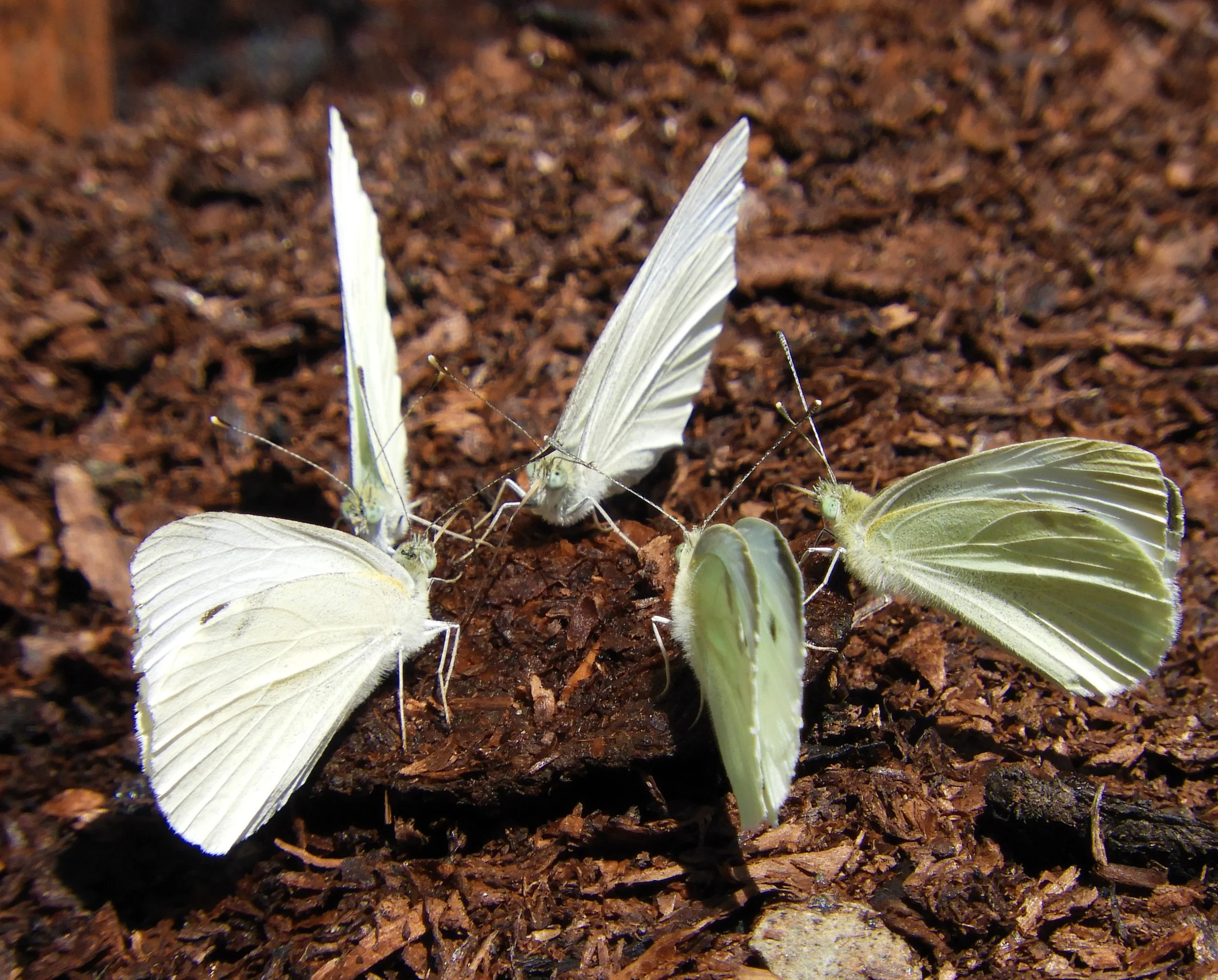 Butterflies