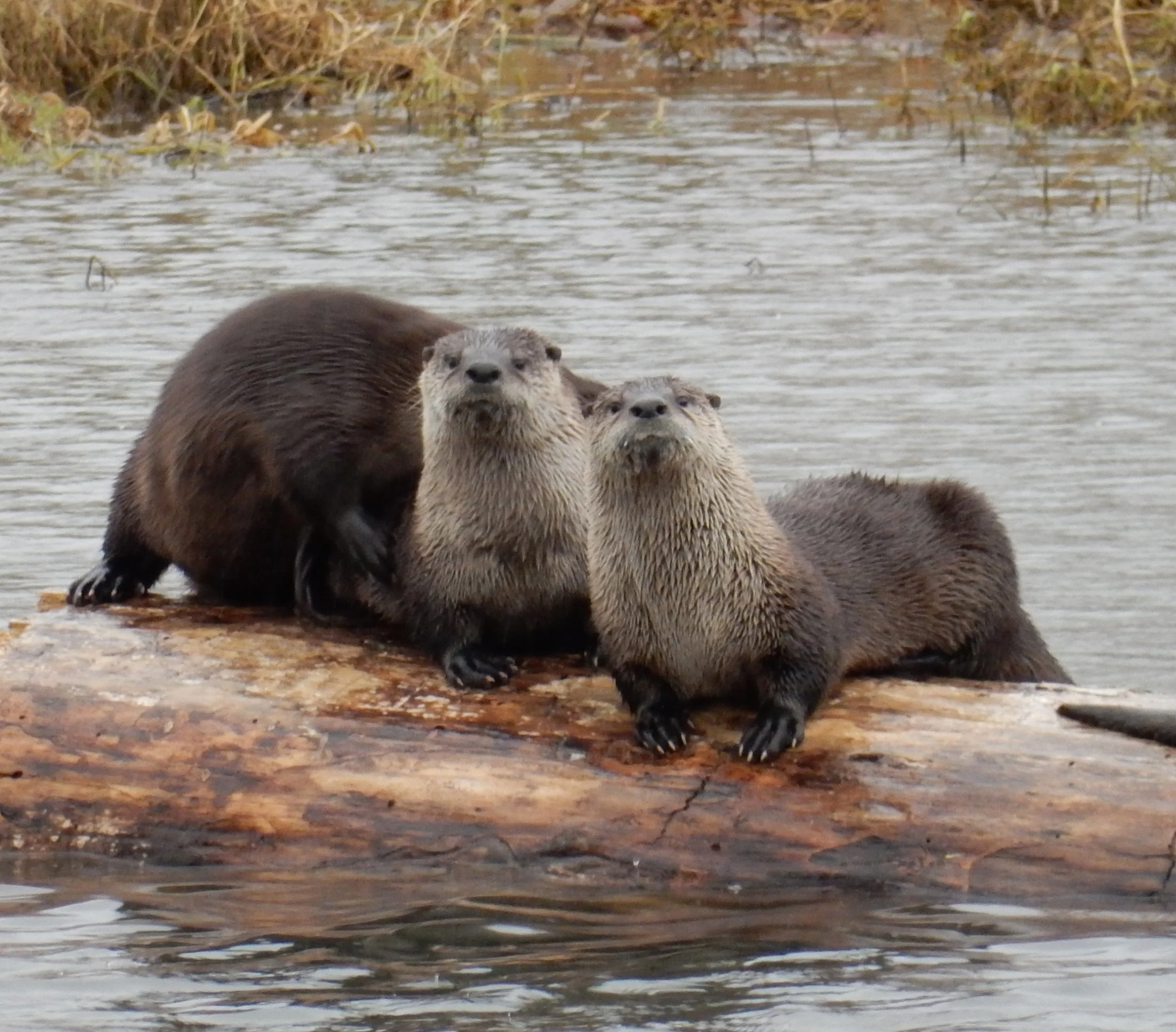 Otters