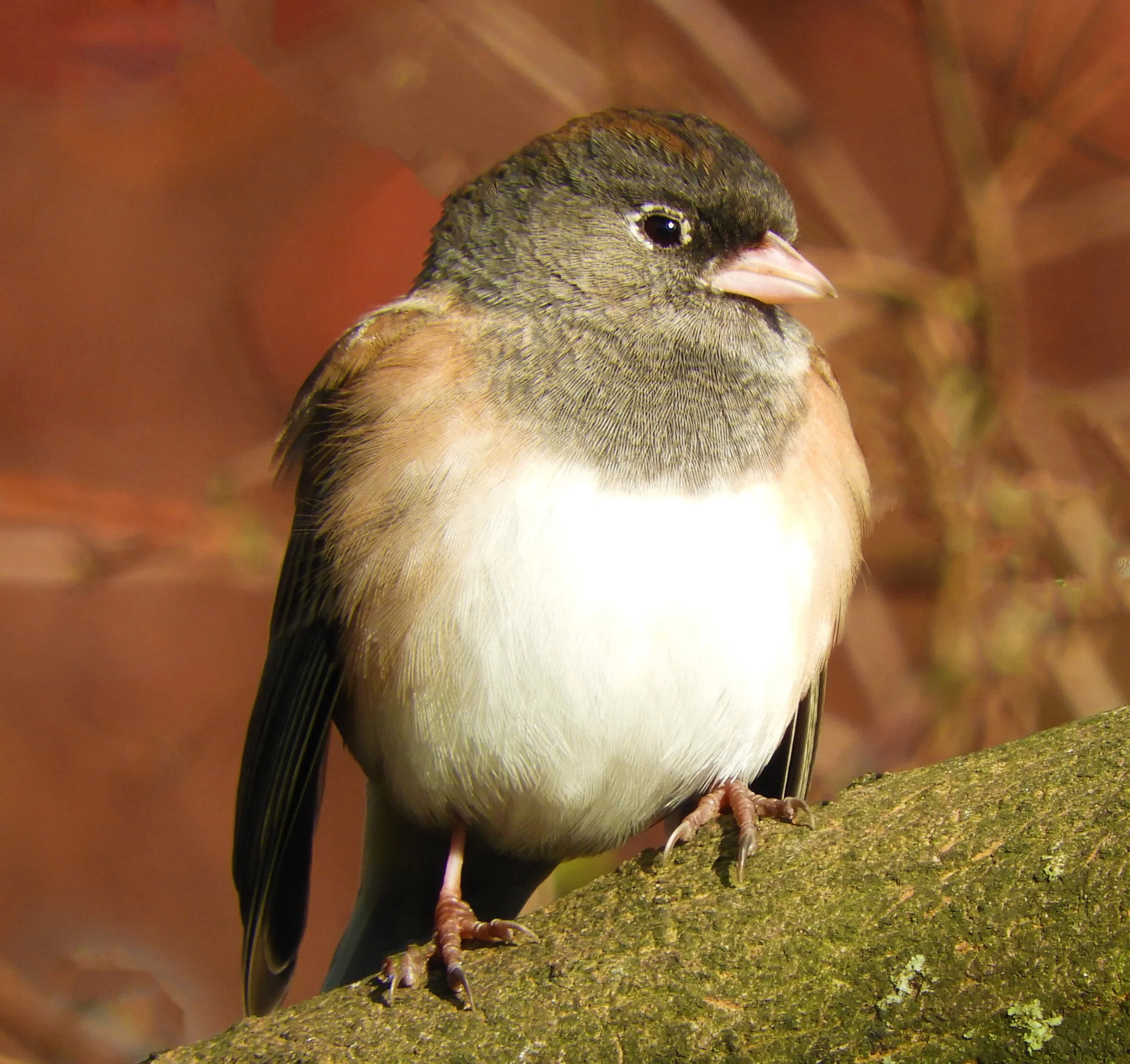 Dark-Eyed Junco