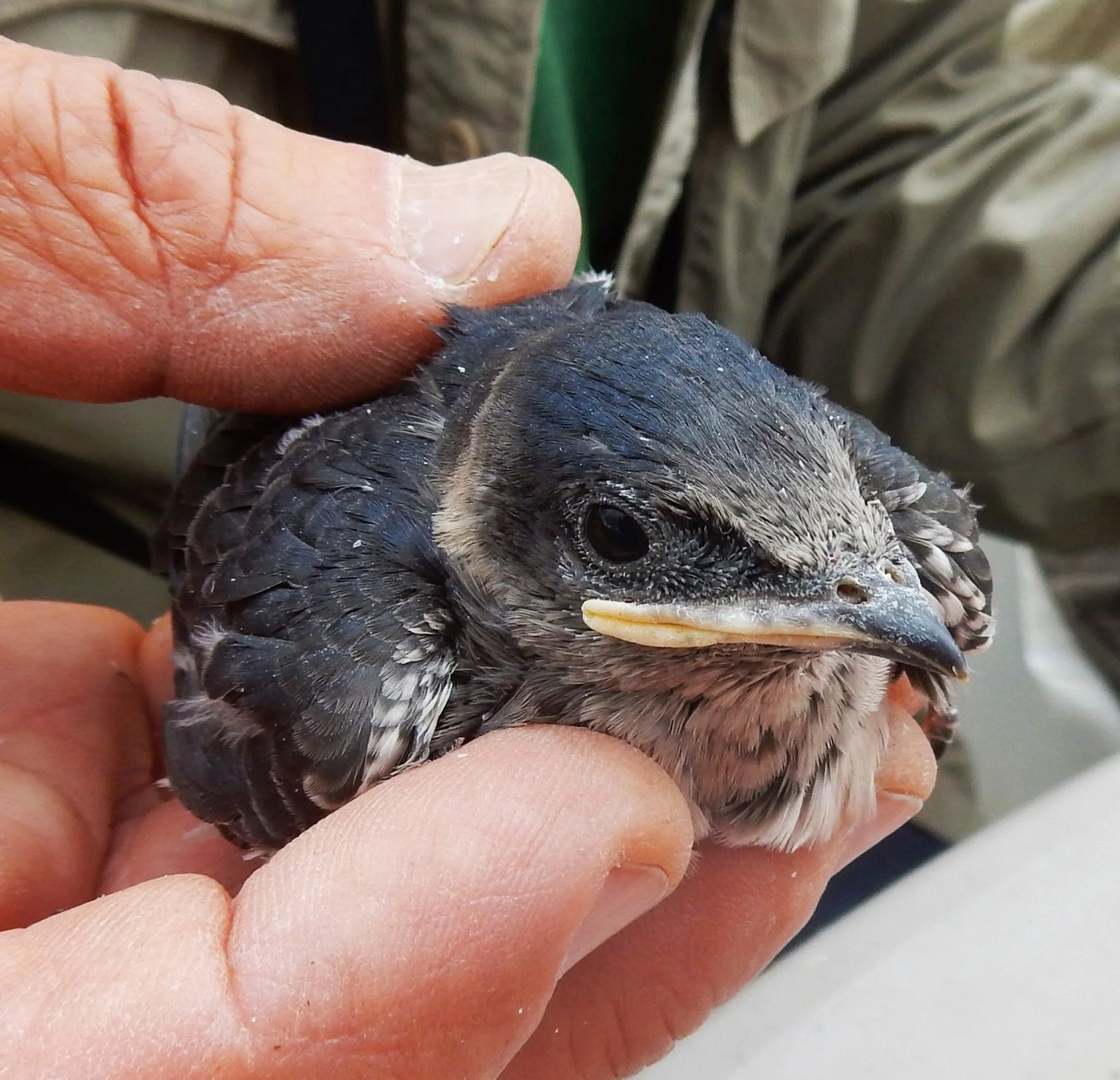 Purple Martin