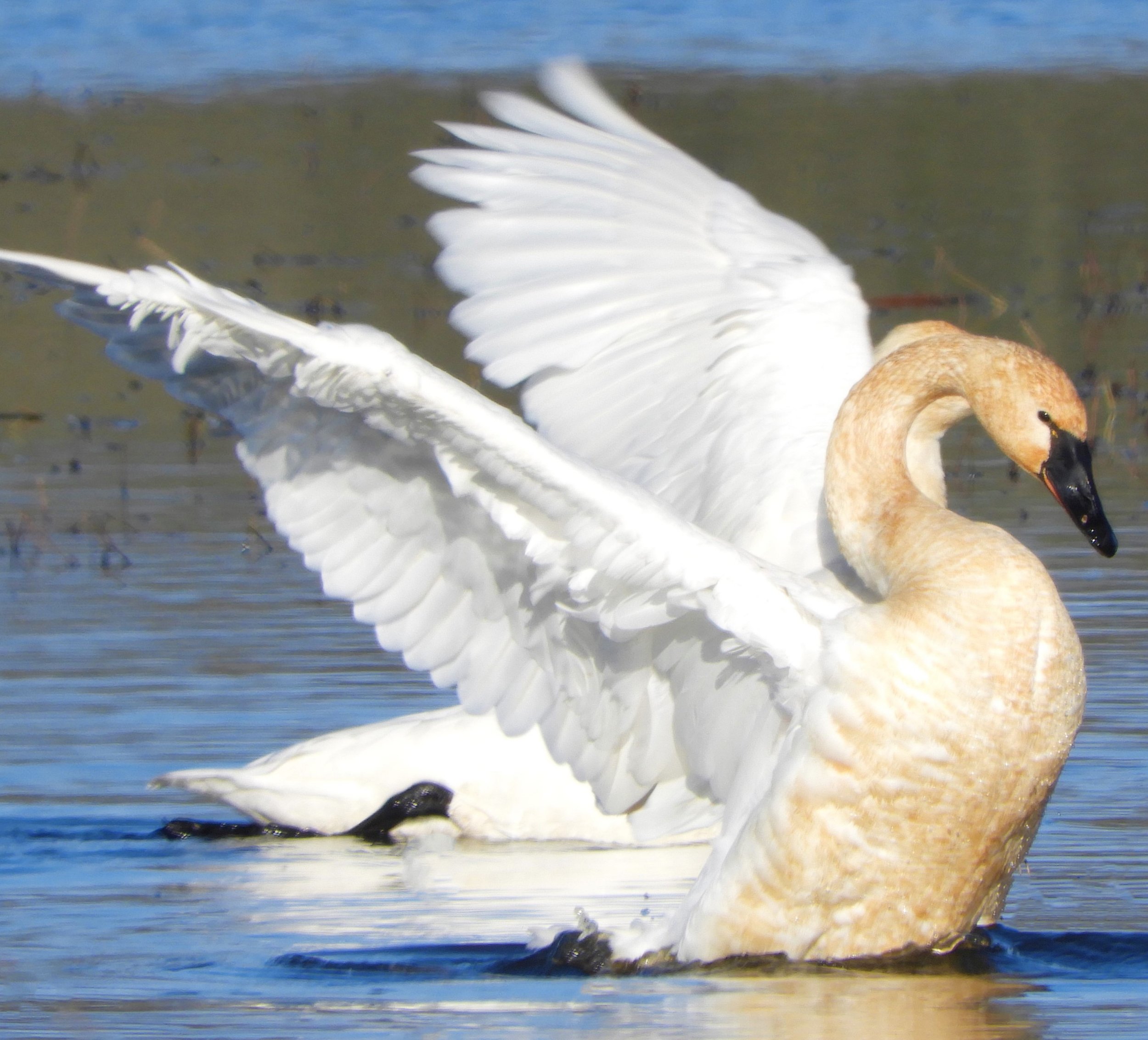 Trumpeter Swan