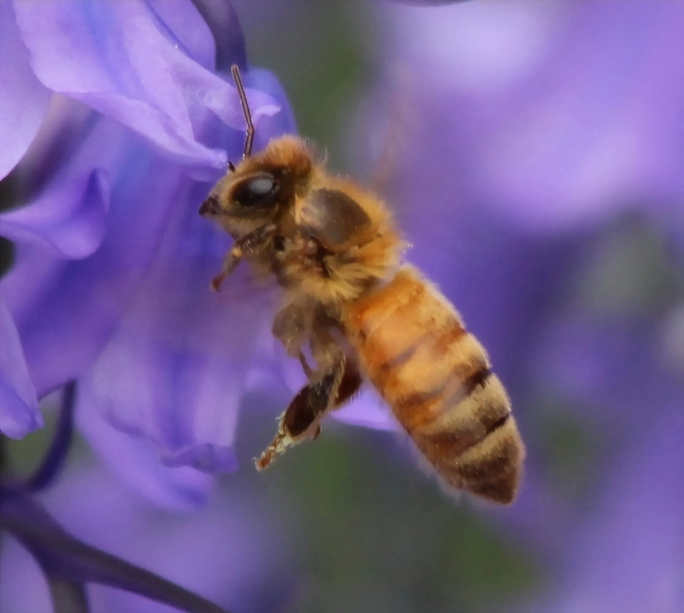Bee