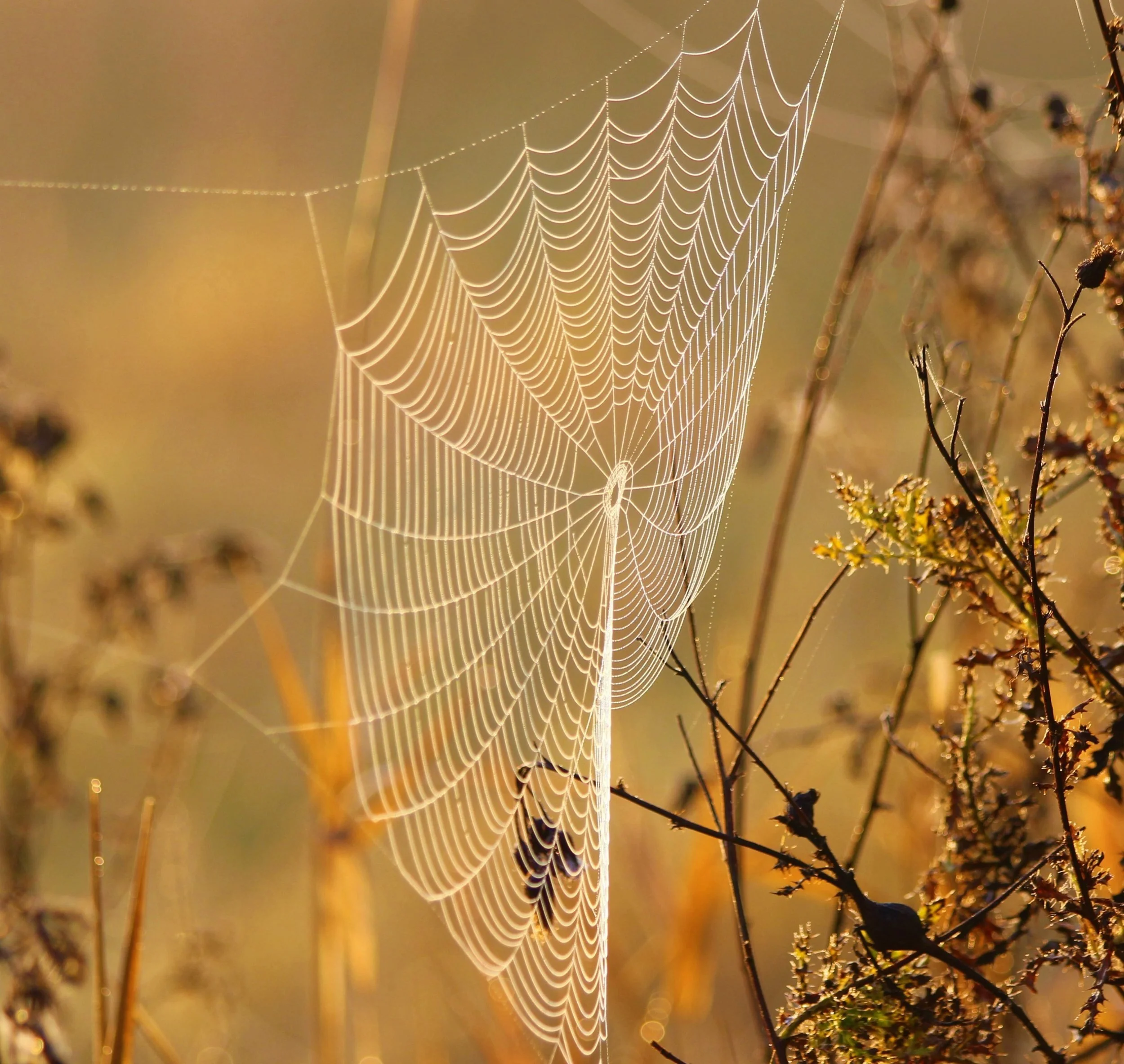 Spiderweb