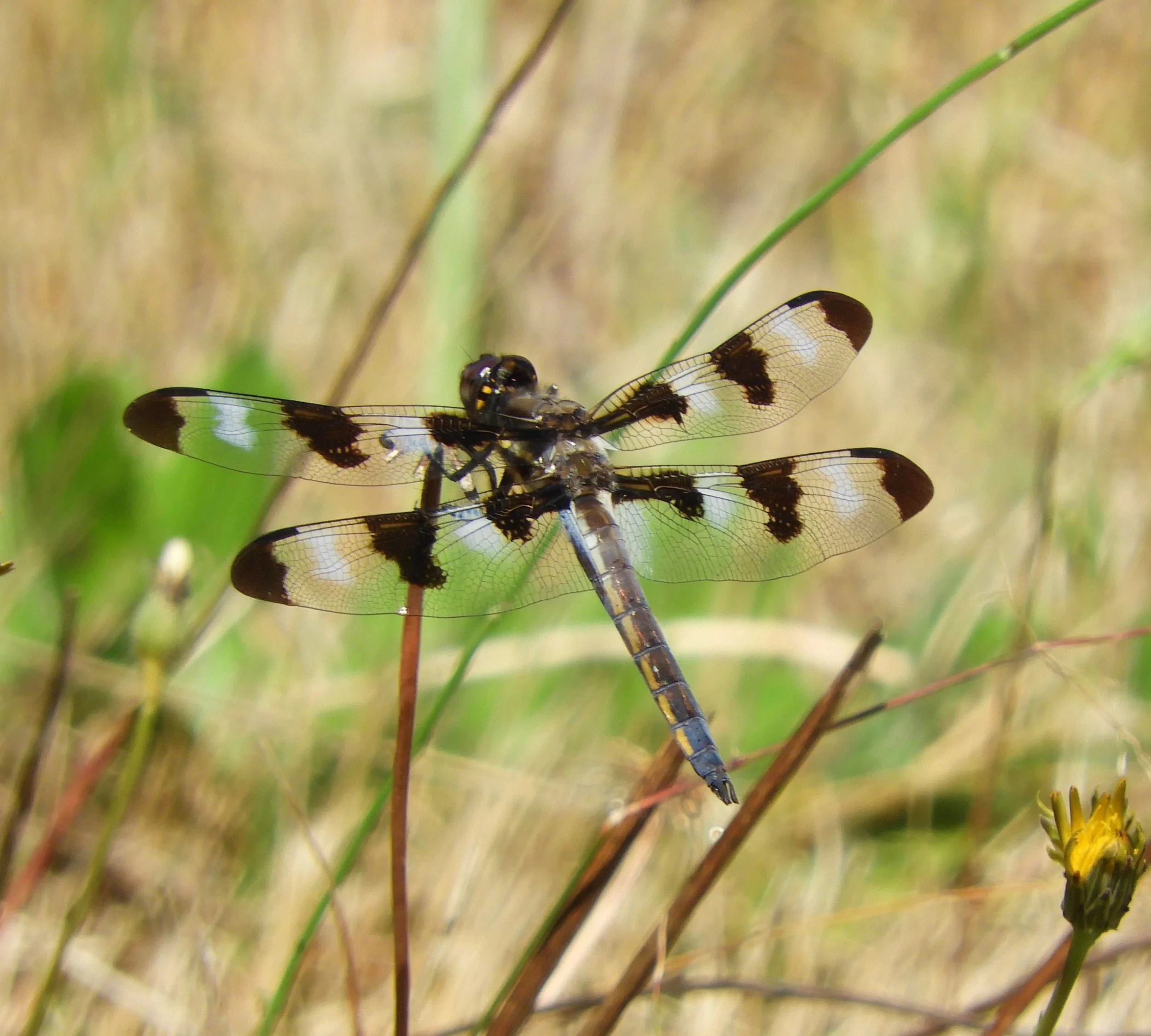 Dragonfly