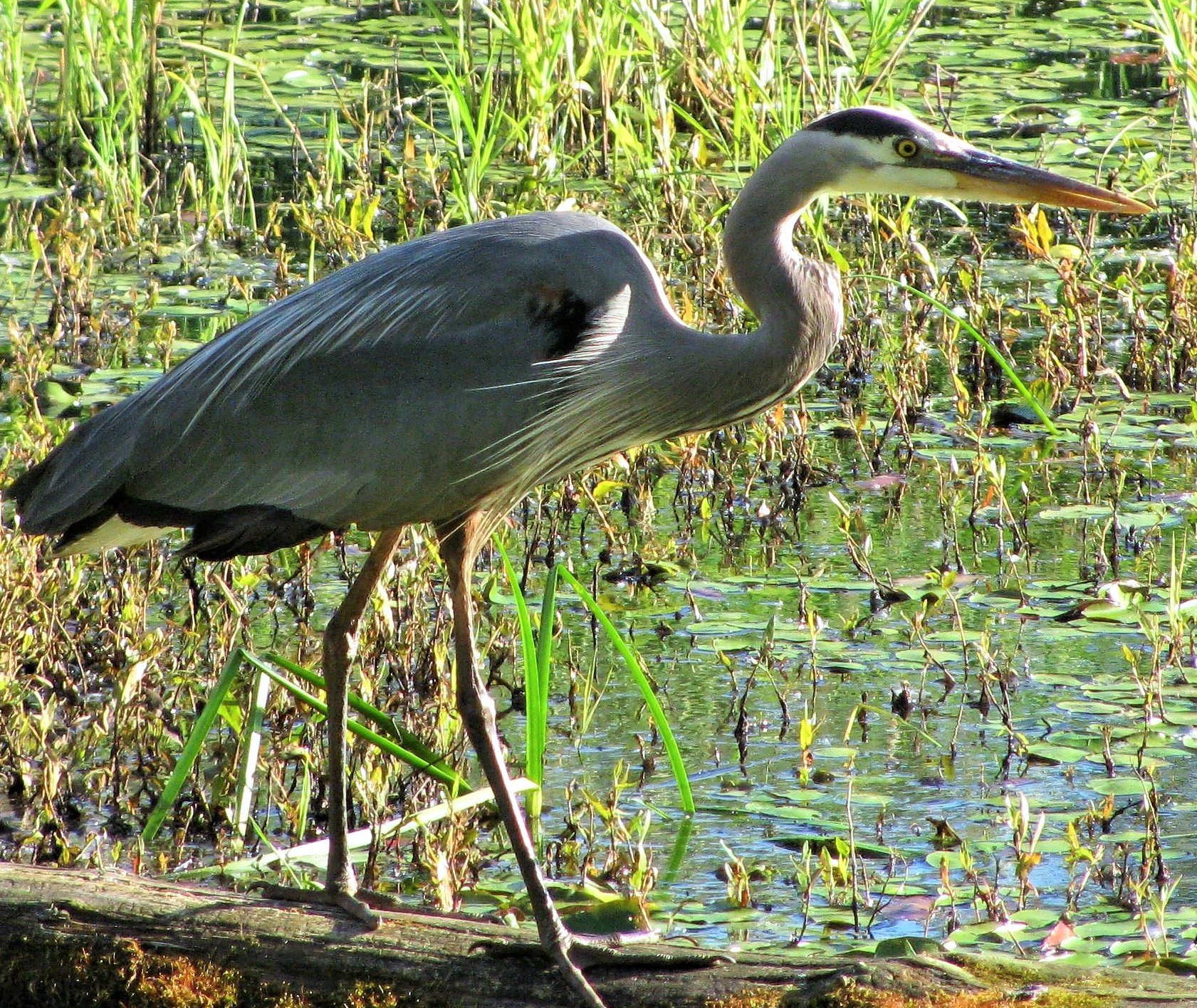 Great Blue Heron