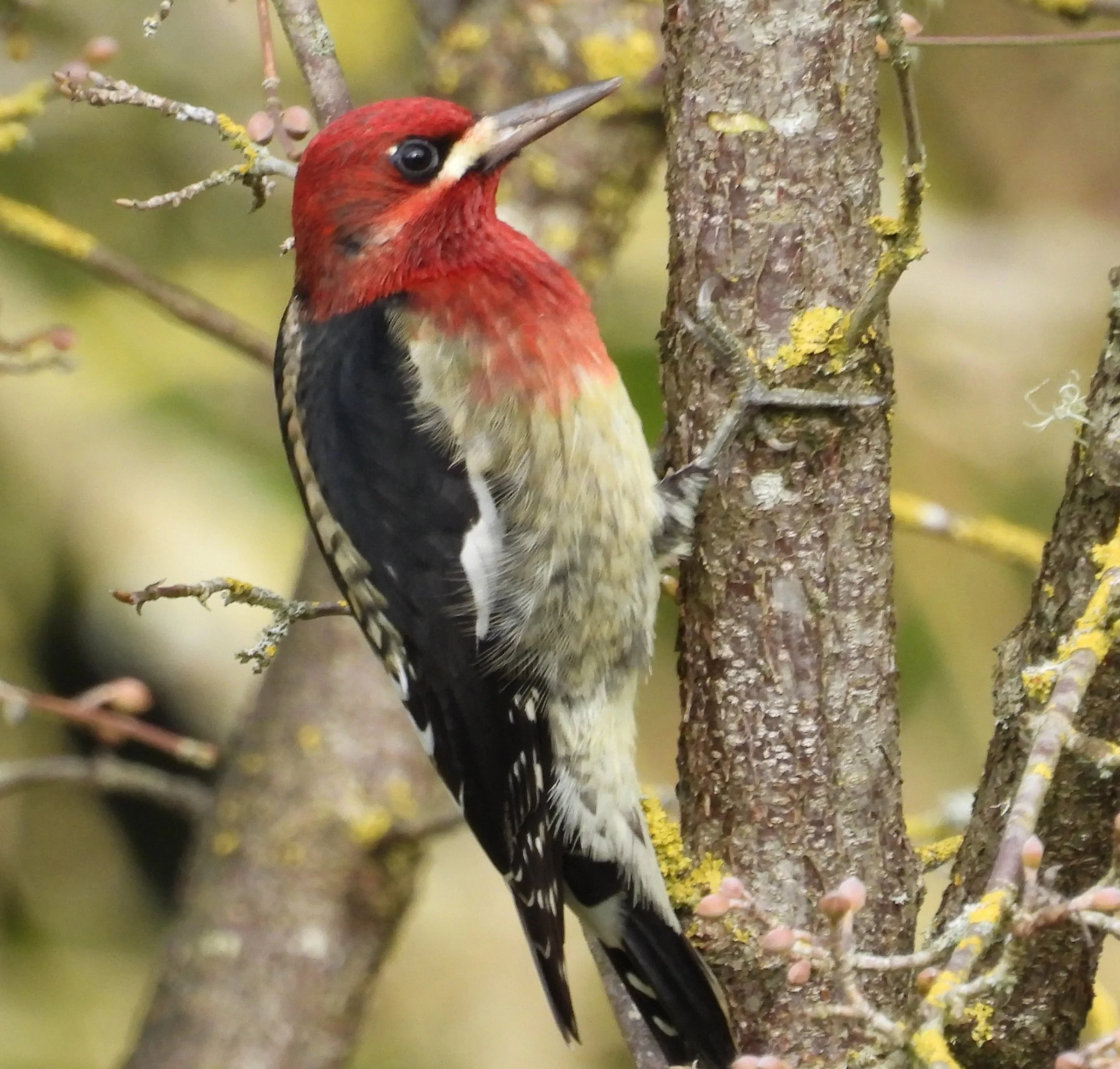 Red-Breasted Sapsucker