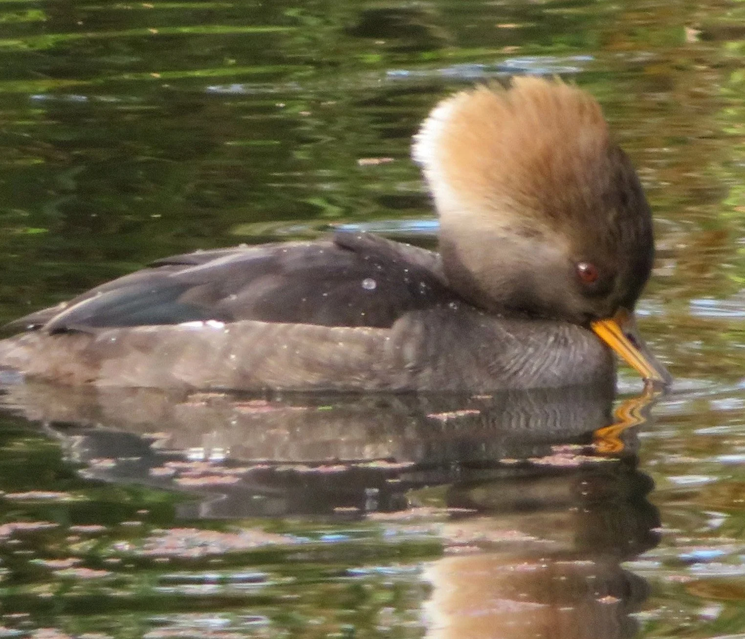 Hooded Merganser