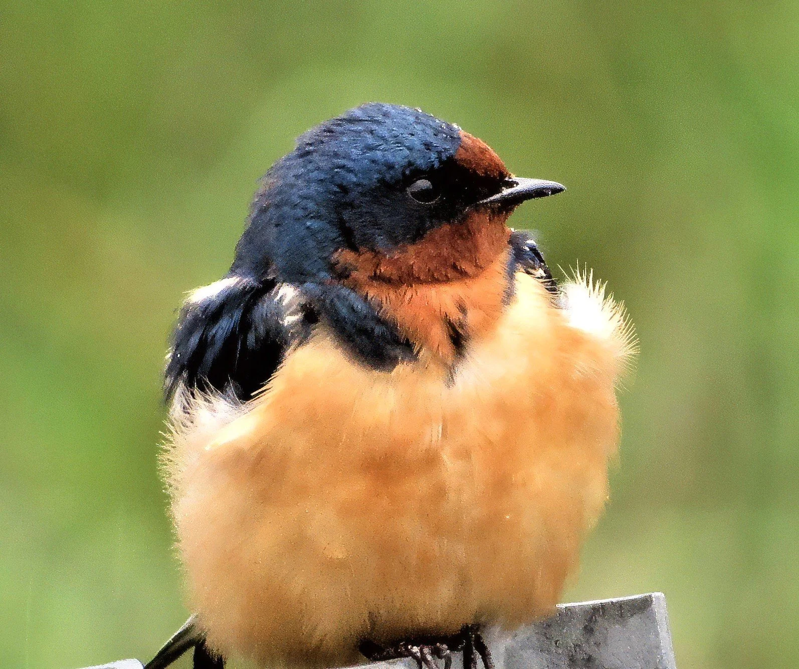 Barn Swallow