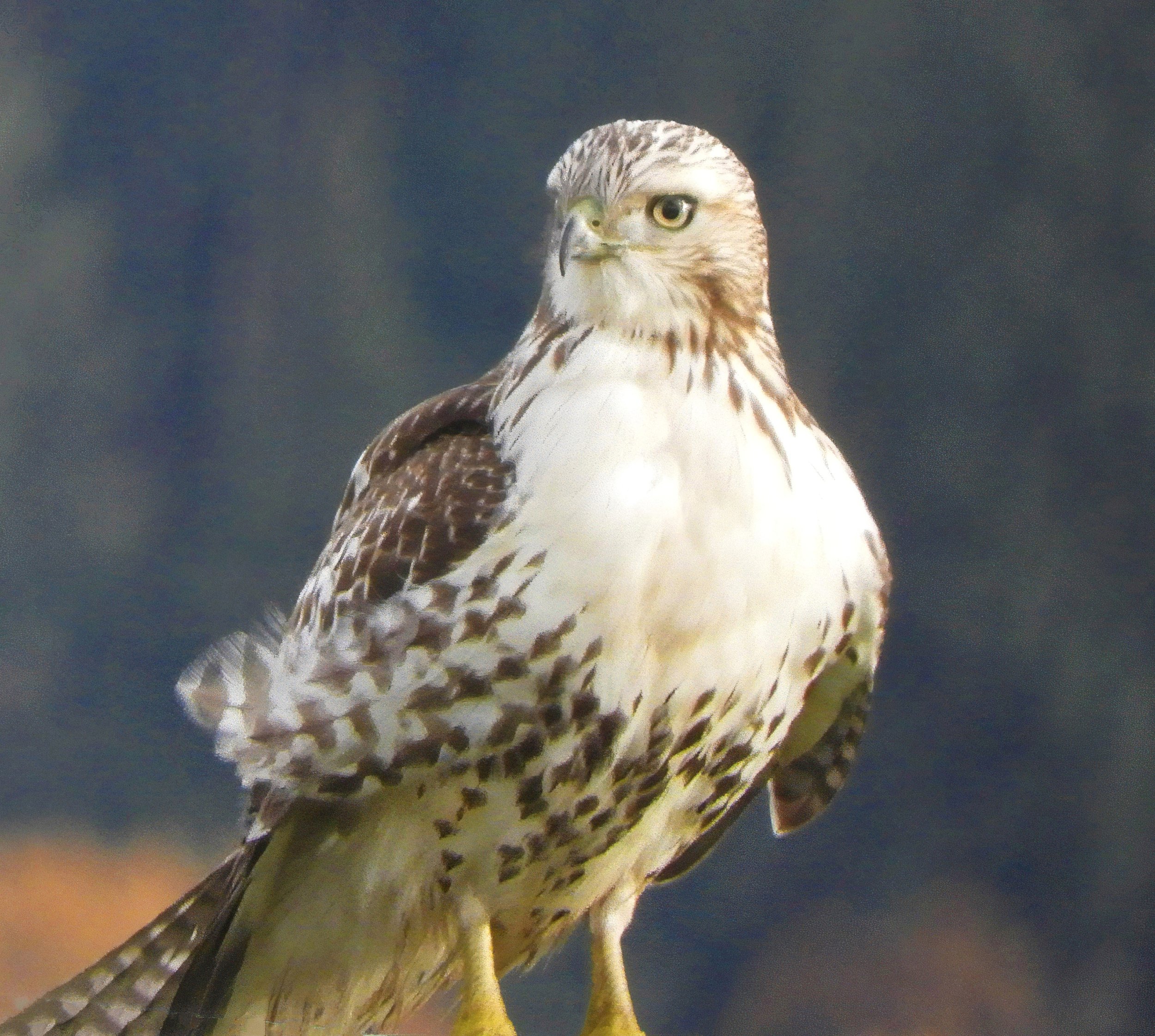 Hawk