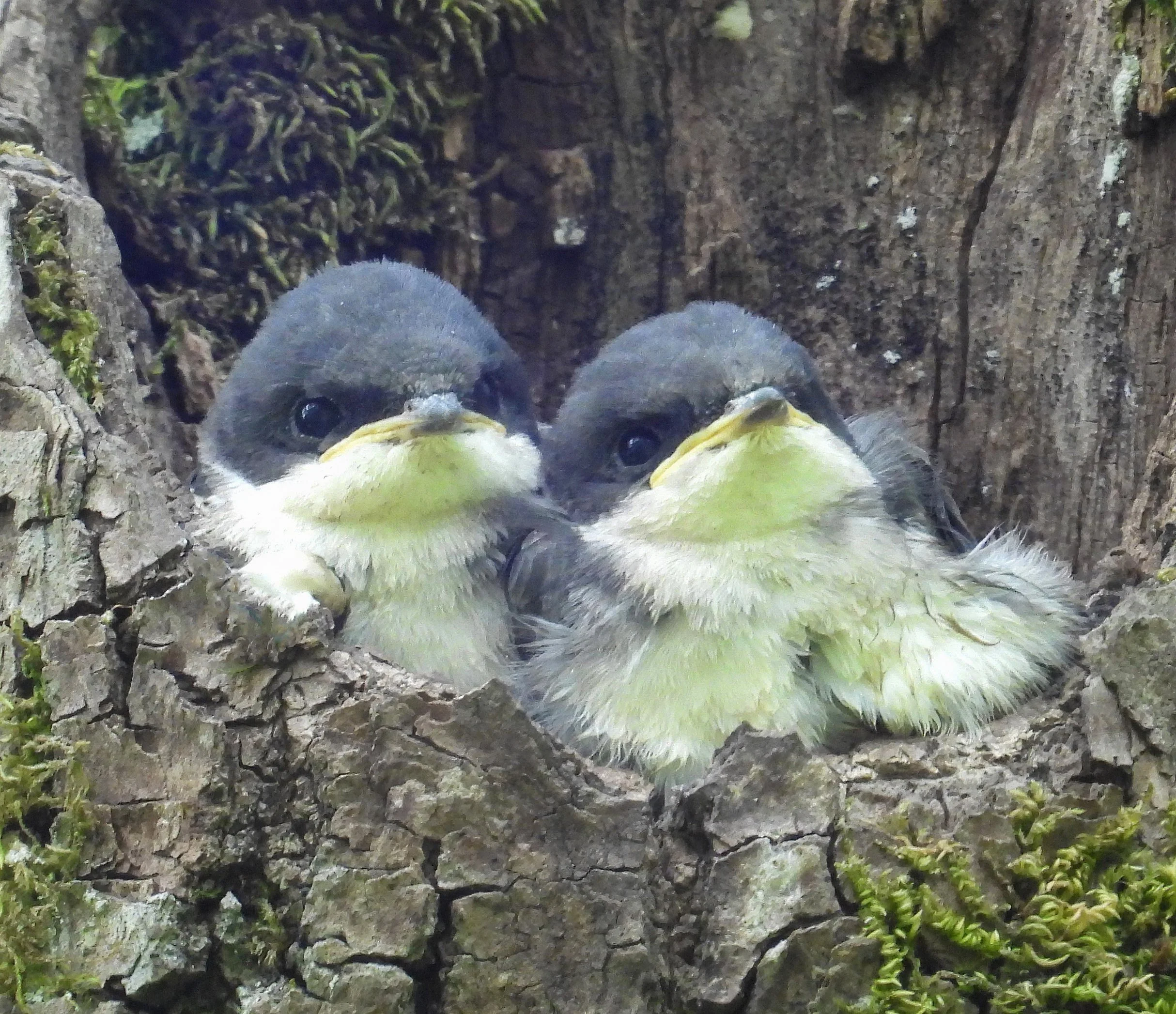 Tree Swallows