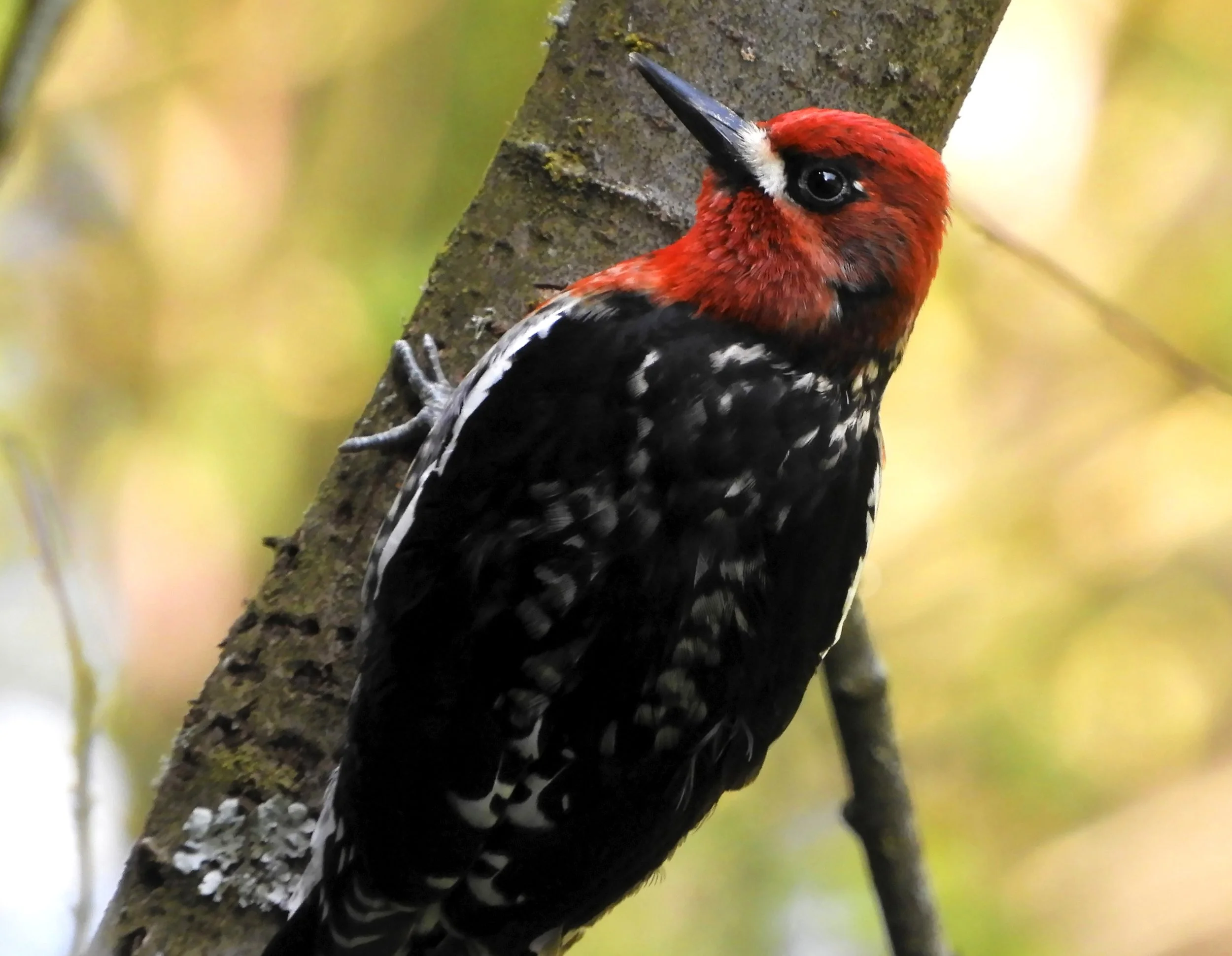 Red-Breasted Sapsucker