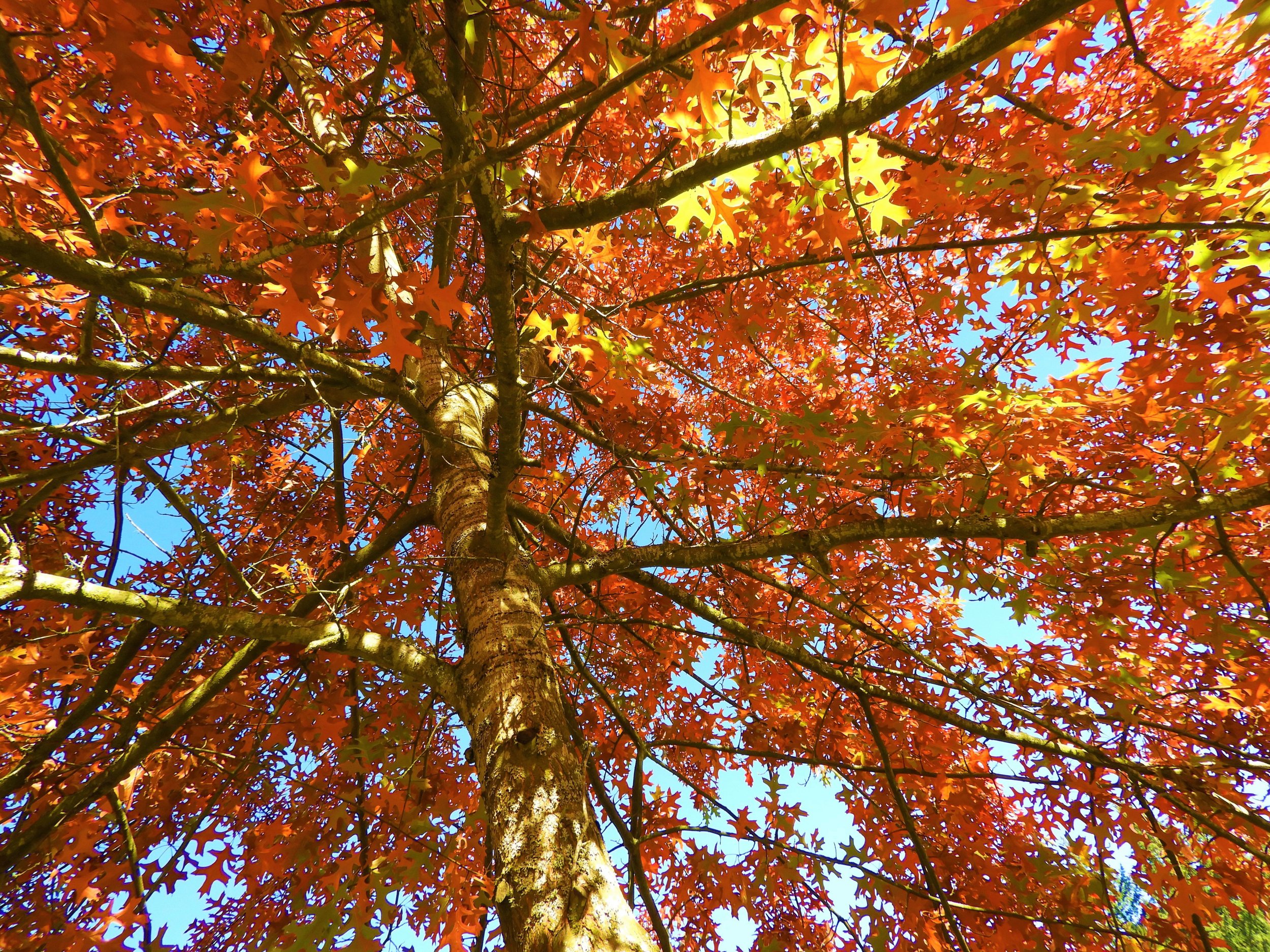 Oak Tree