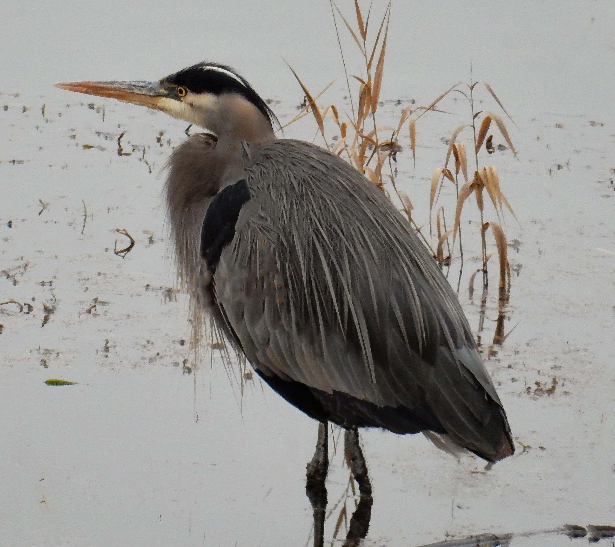 Great Blue Heron