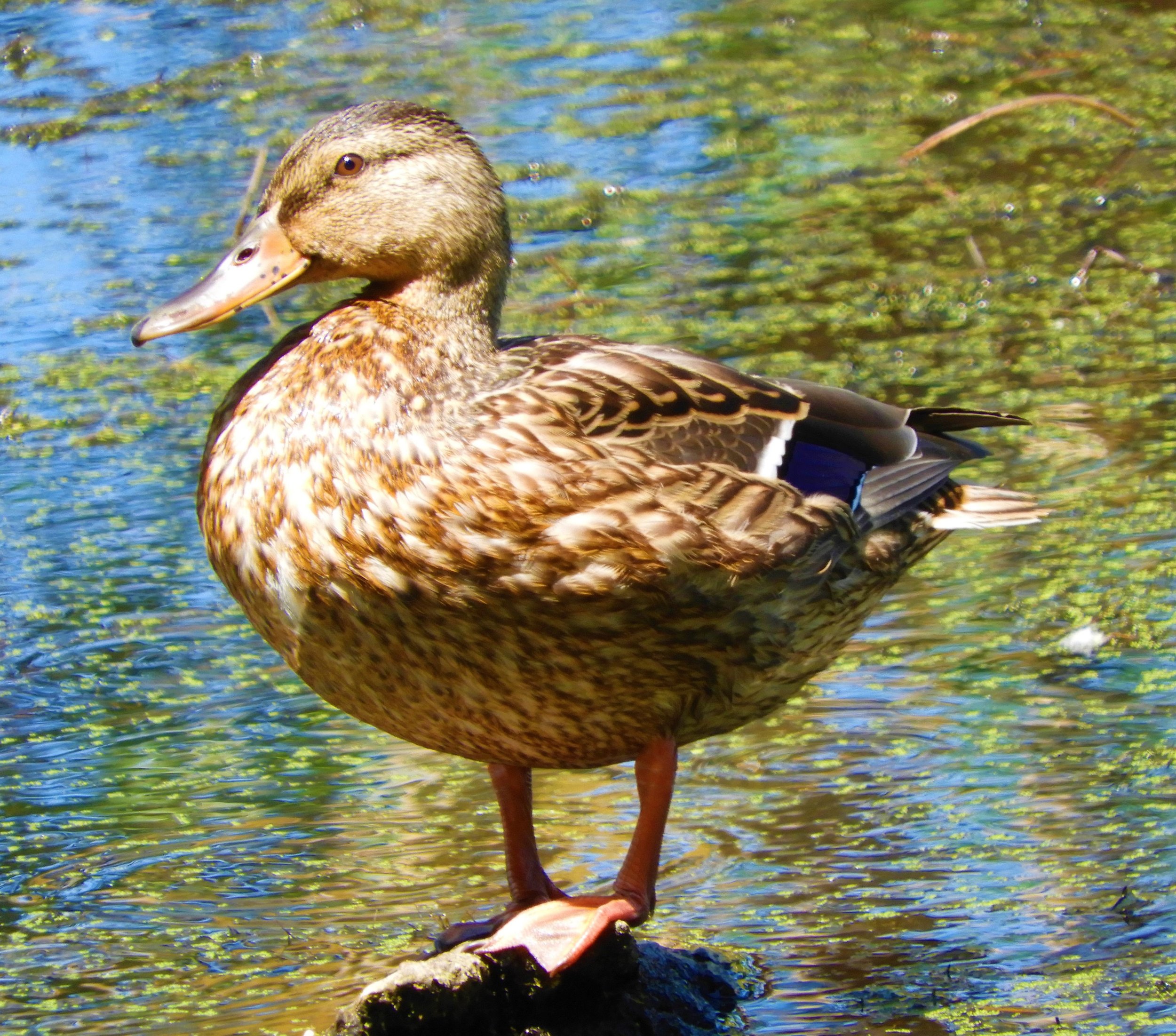 Mallard