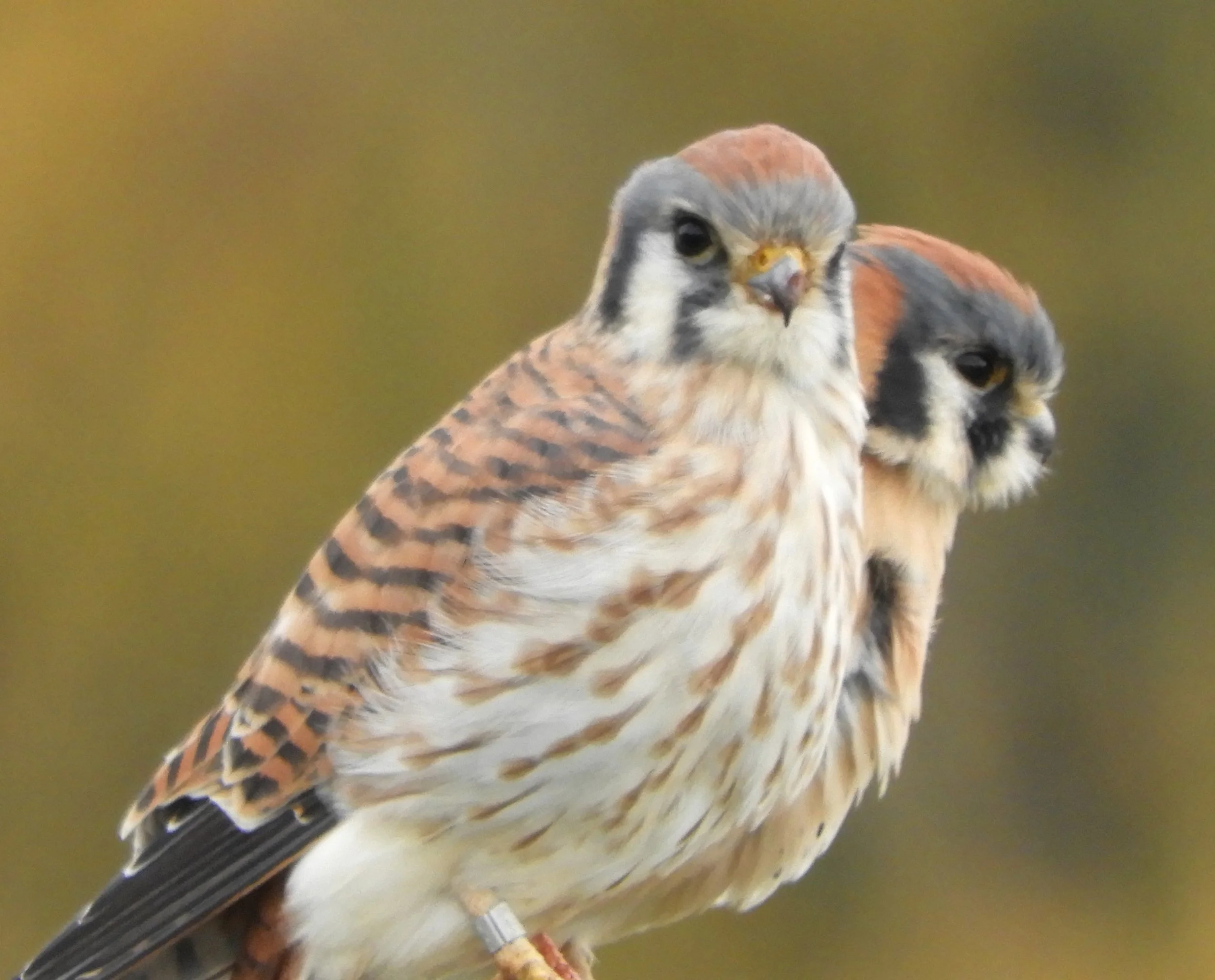 Kestrels