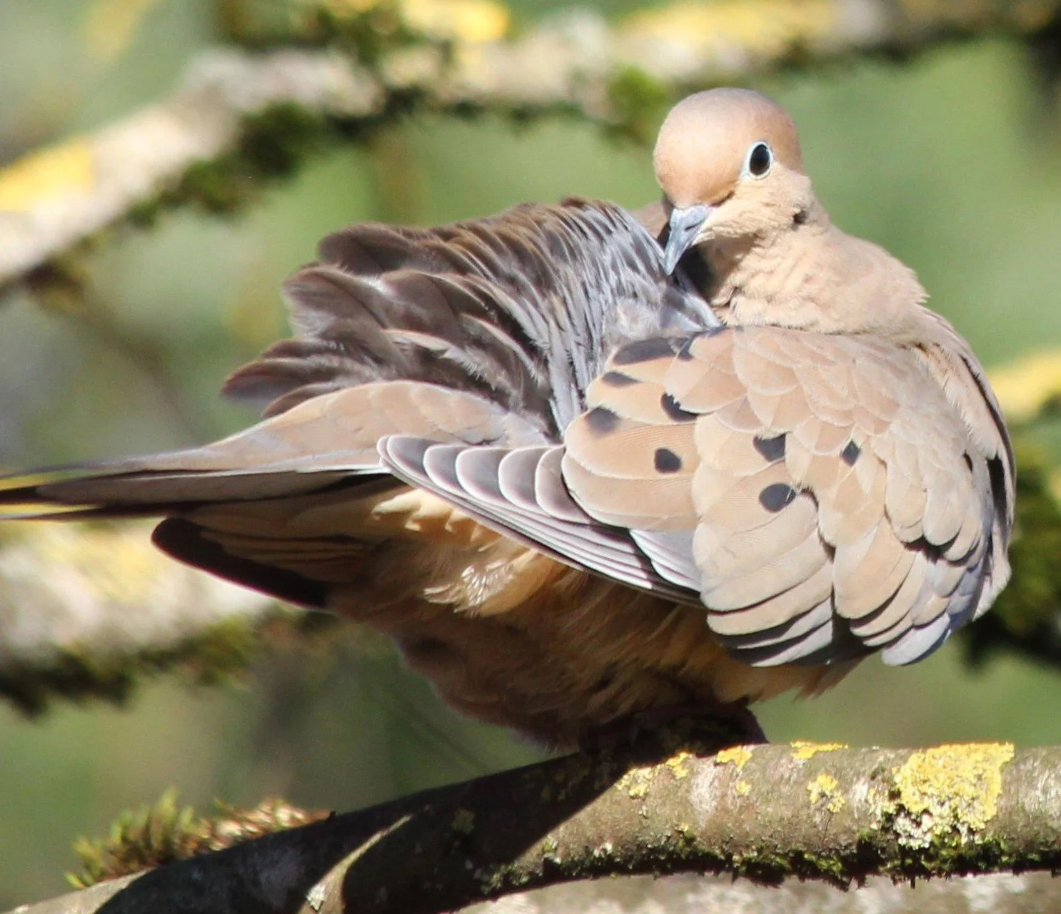 Mourning Dove
