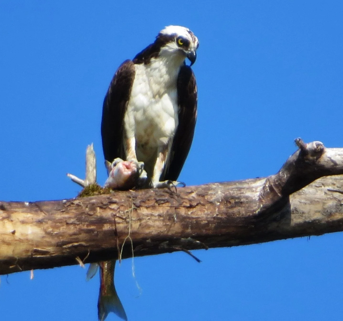Osprey