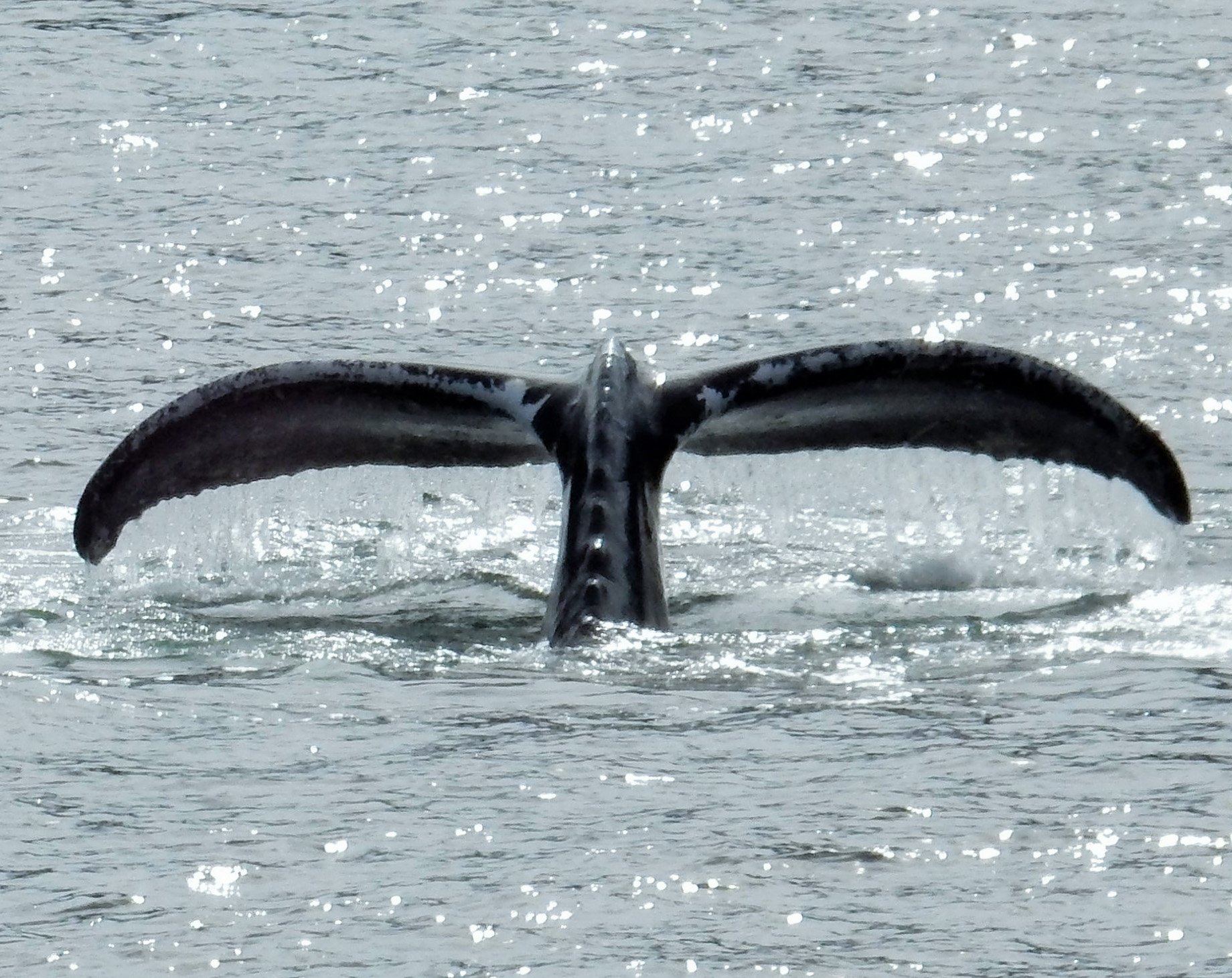 Whale
