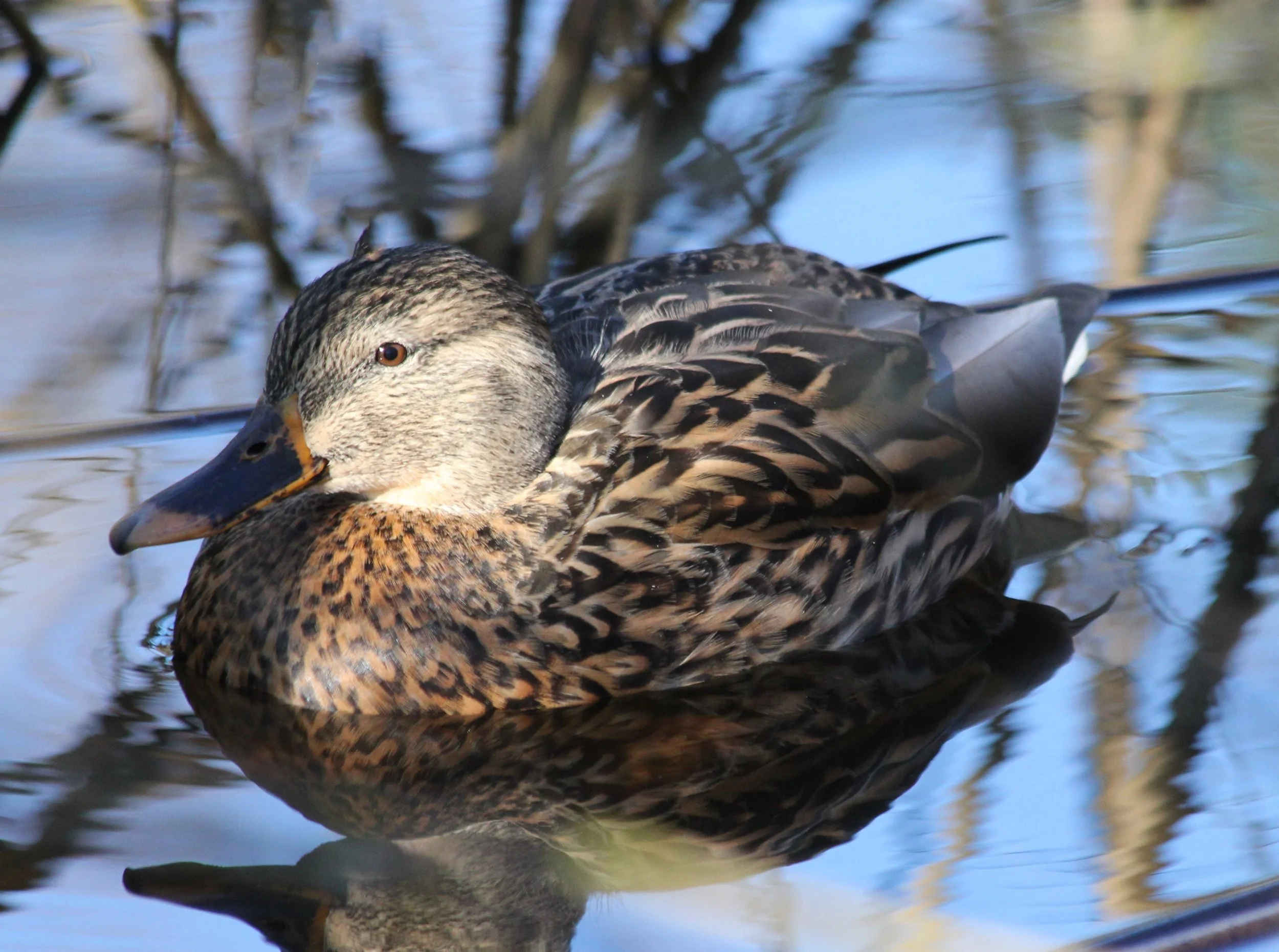 Mallard