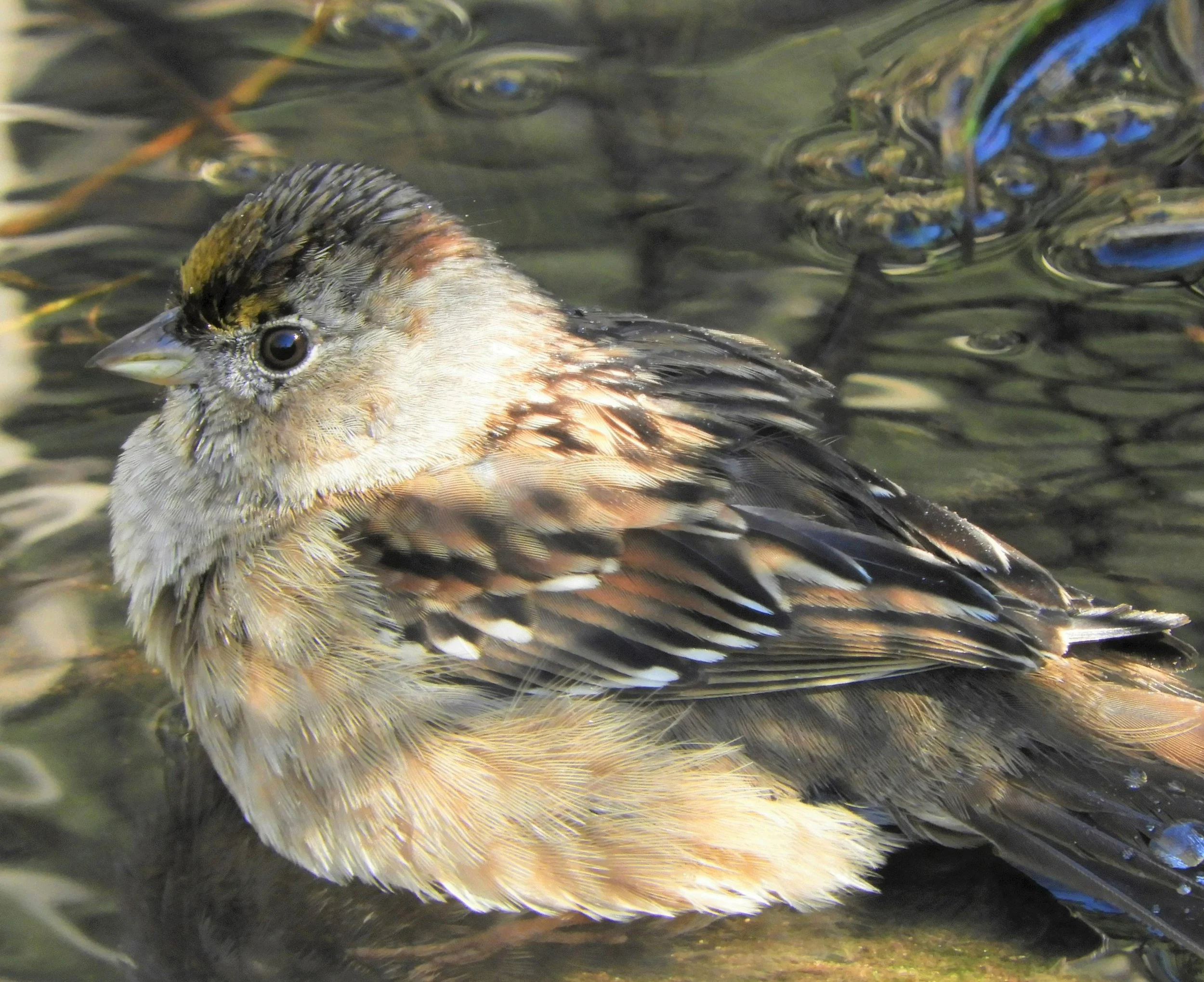 Golden-Crowned Sparrow