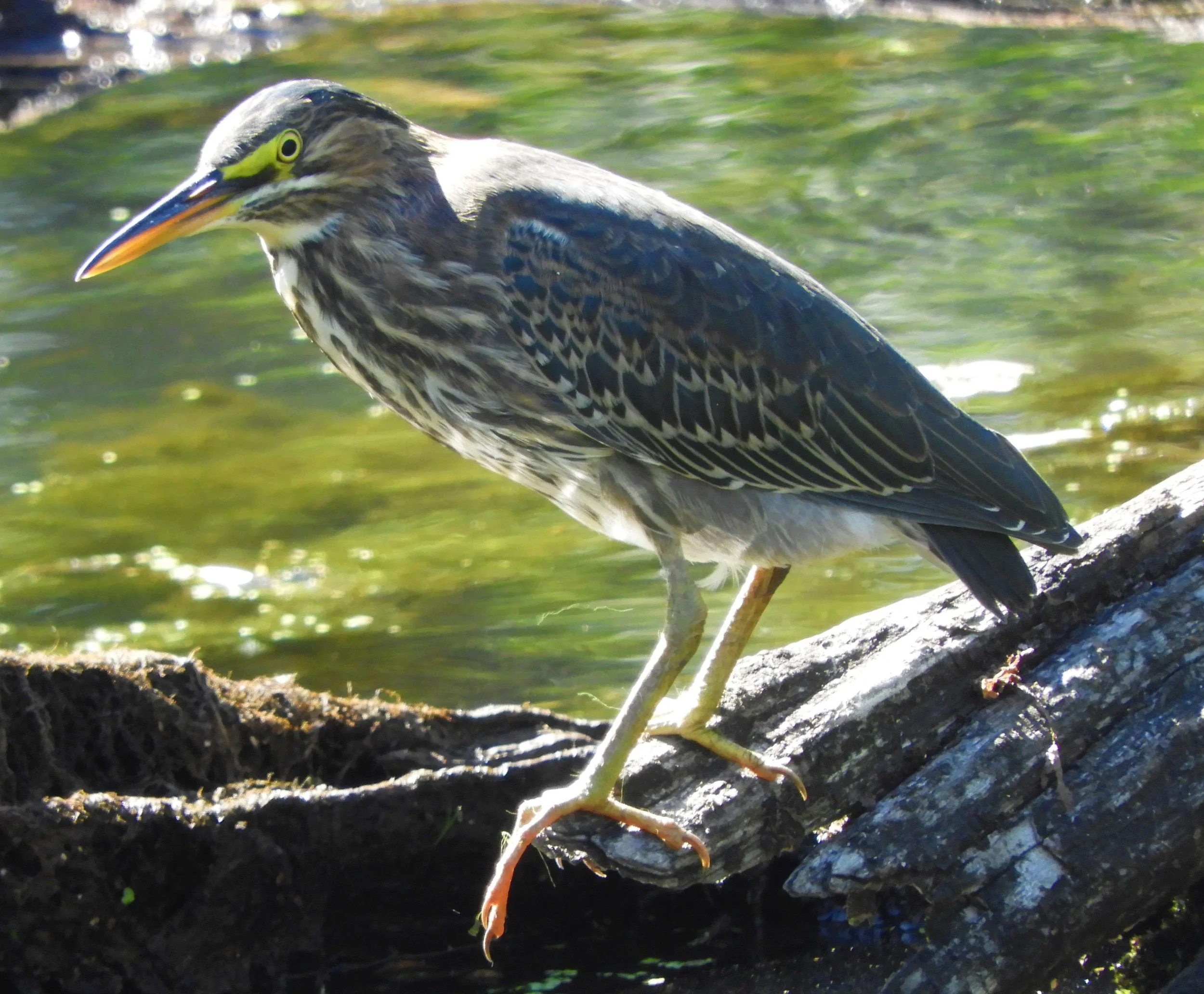 Green Heron