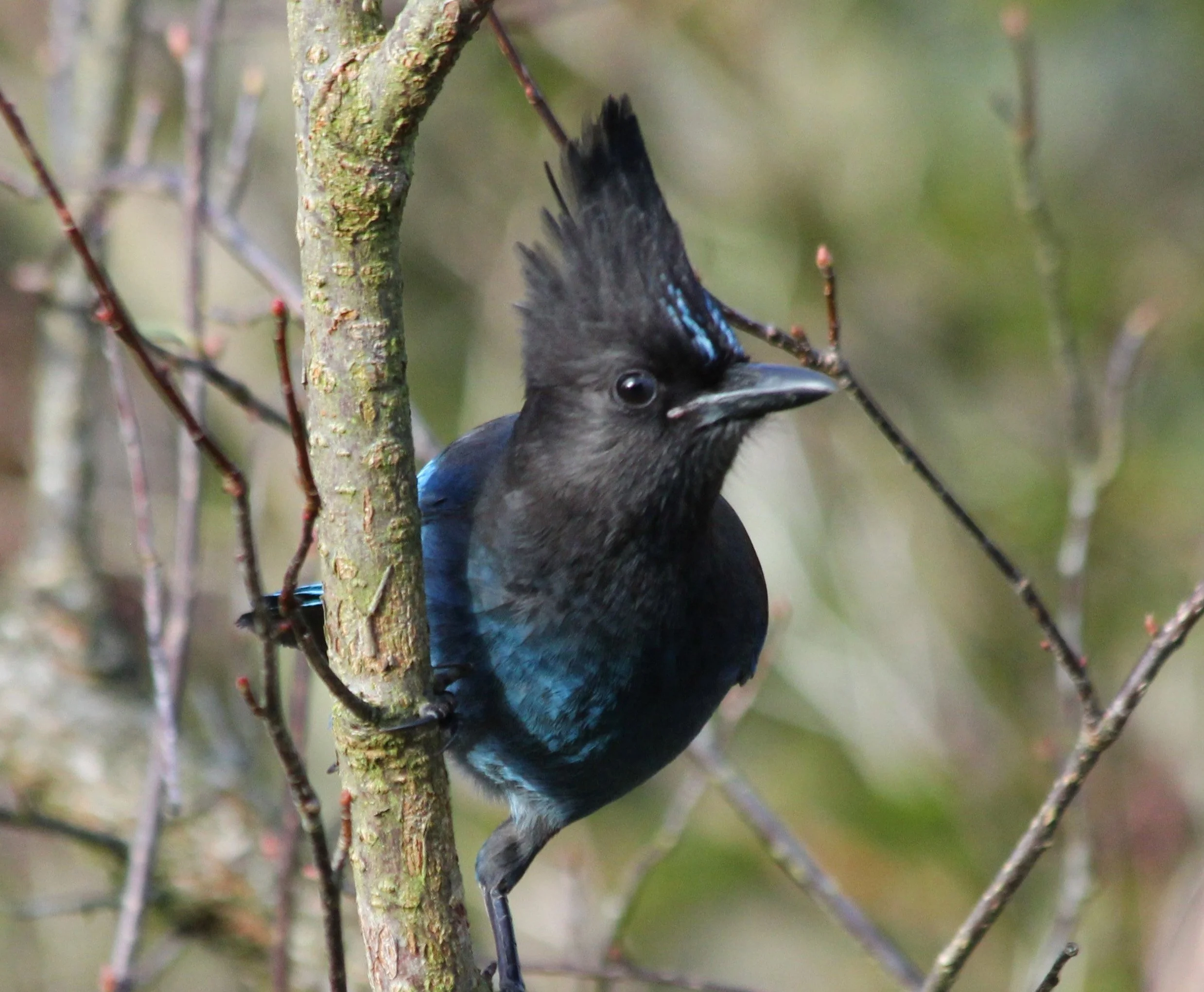 Steller's Jay