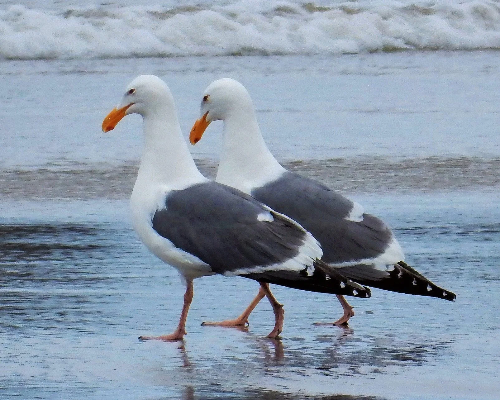 Seagulls