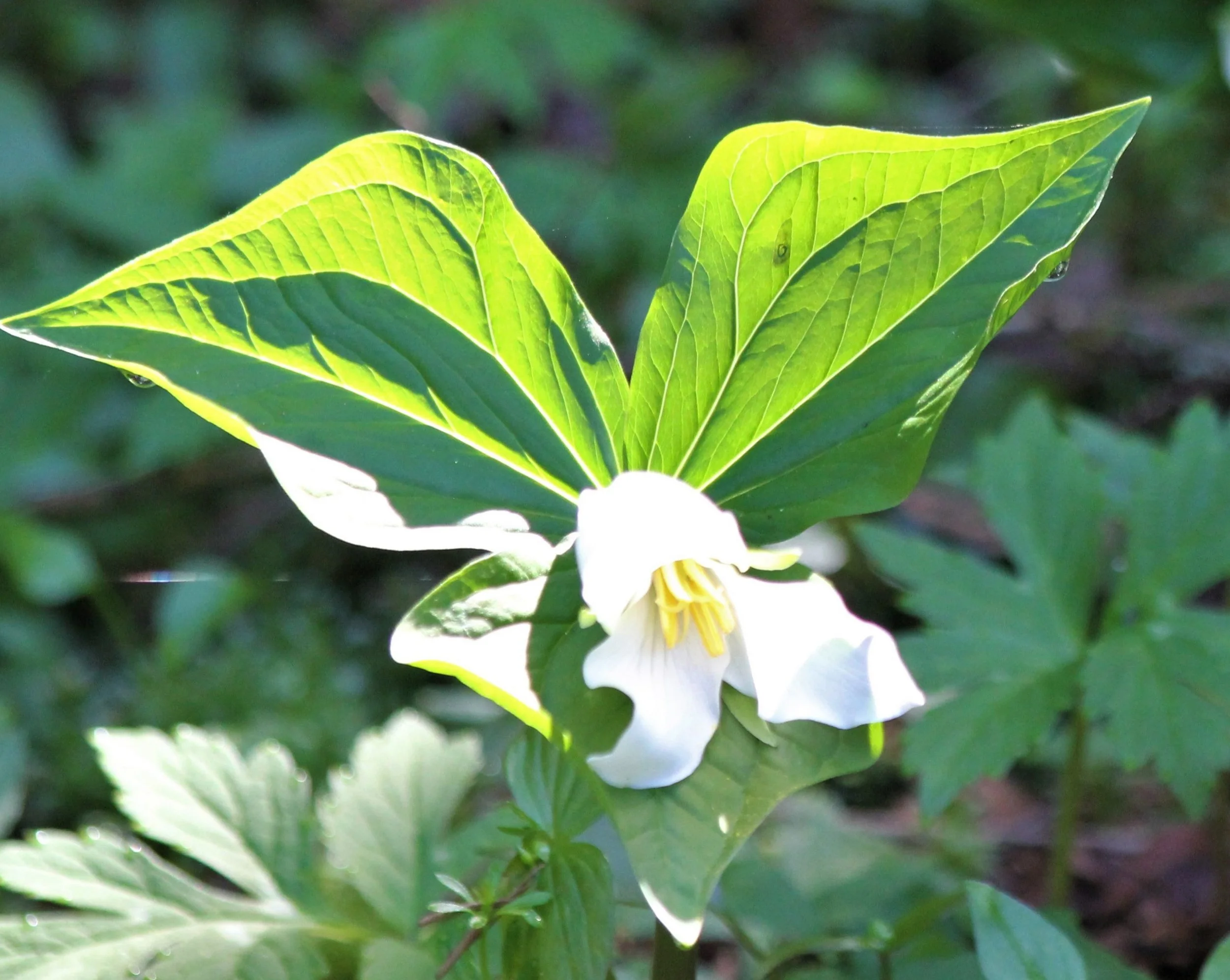 Trillium