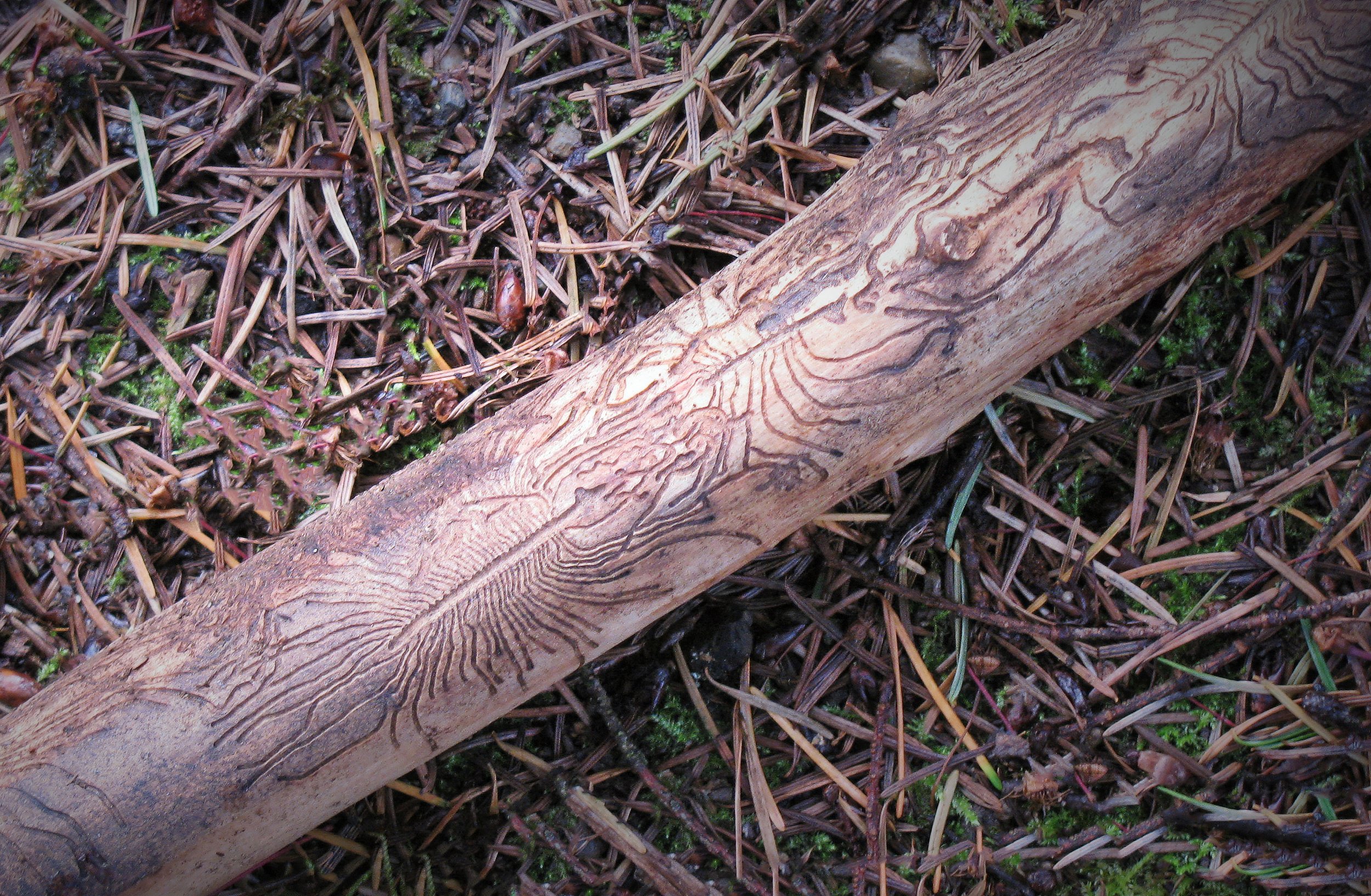 Tree Branch