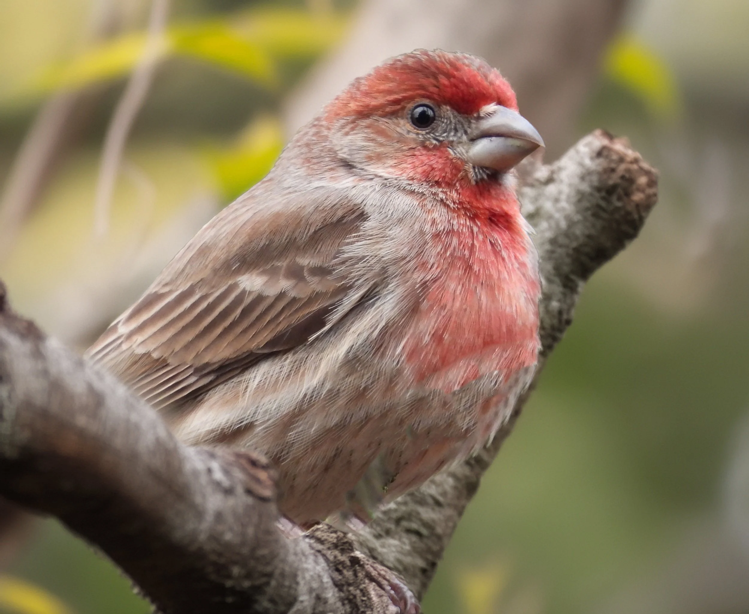 House Finch