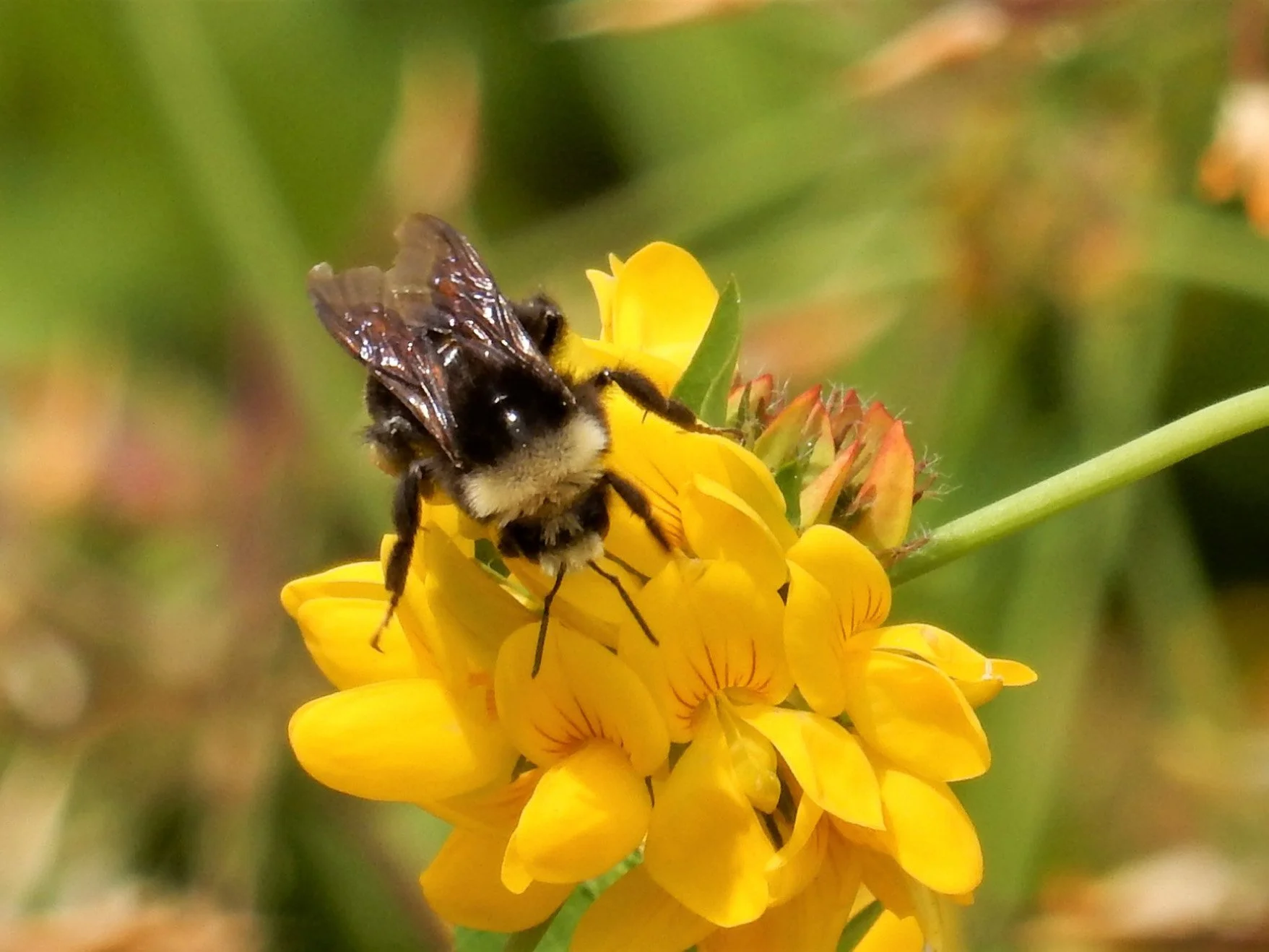 Bee
