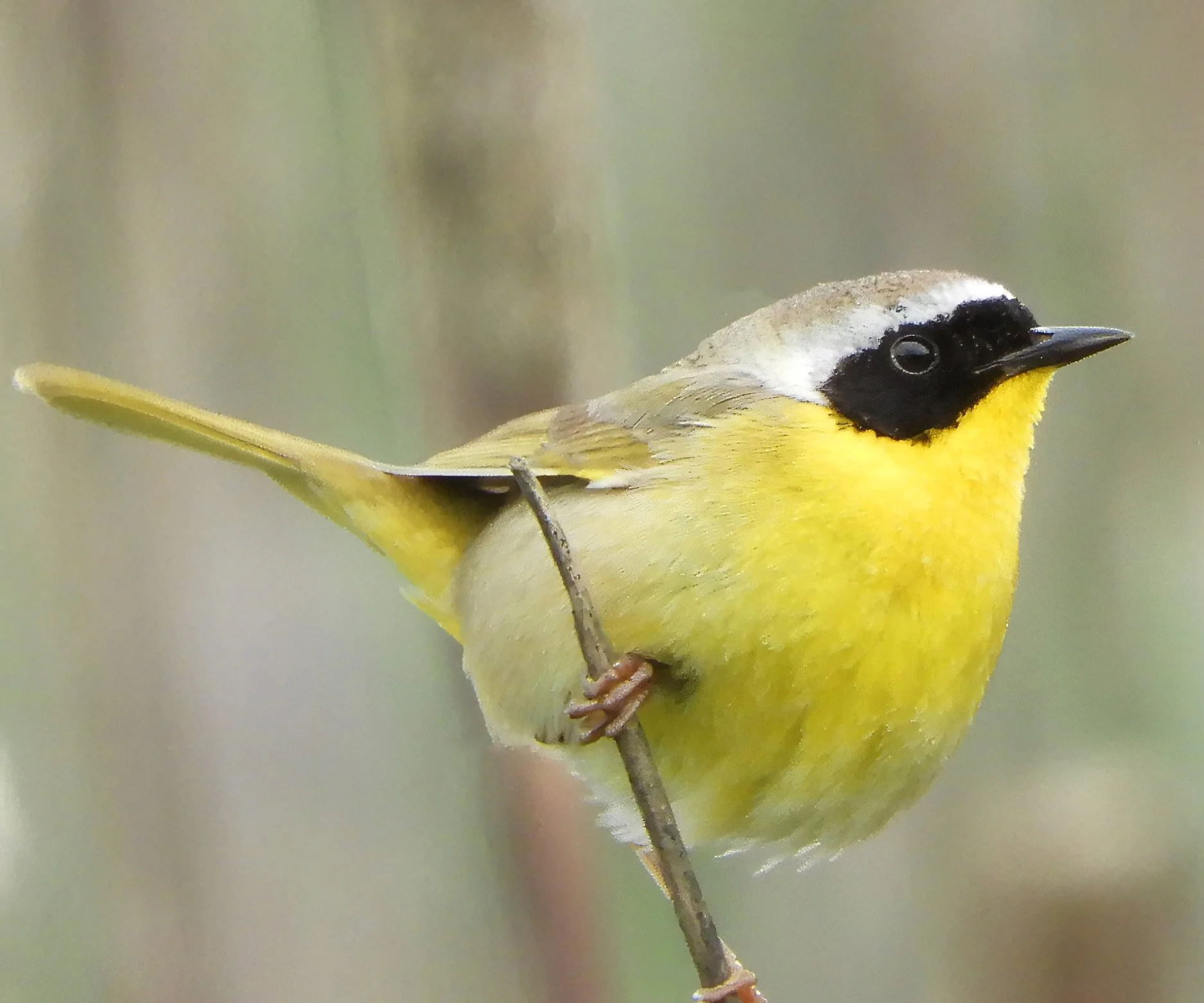 Common Yellowthroat