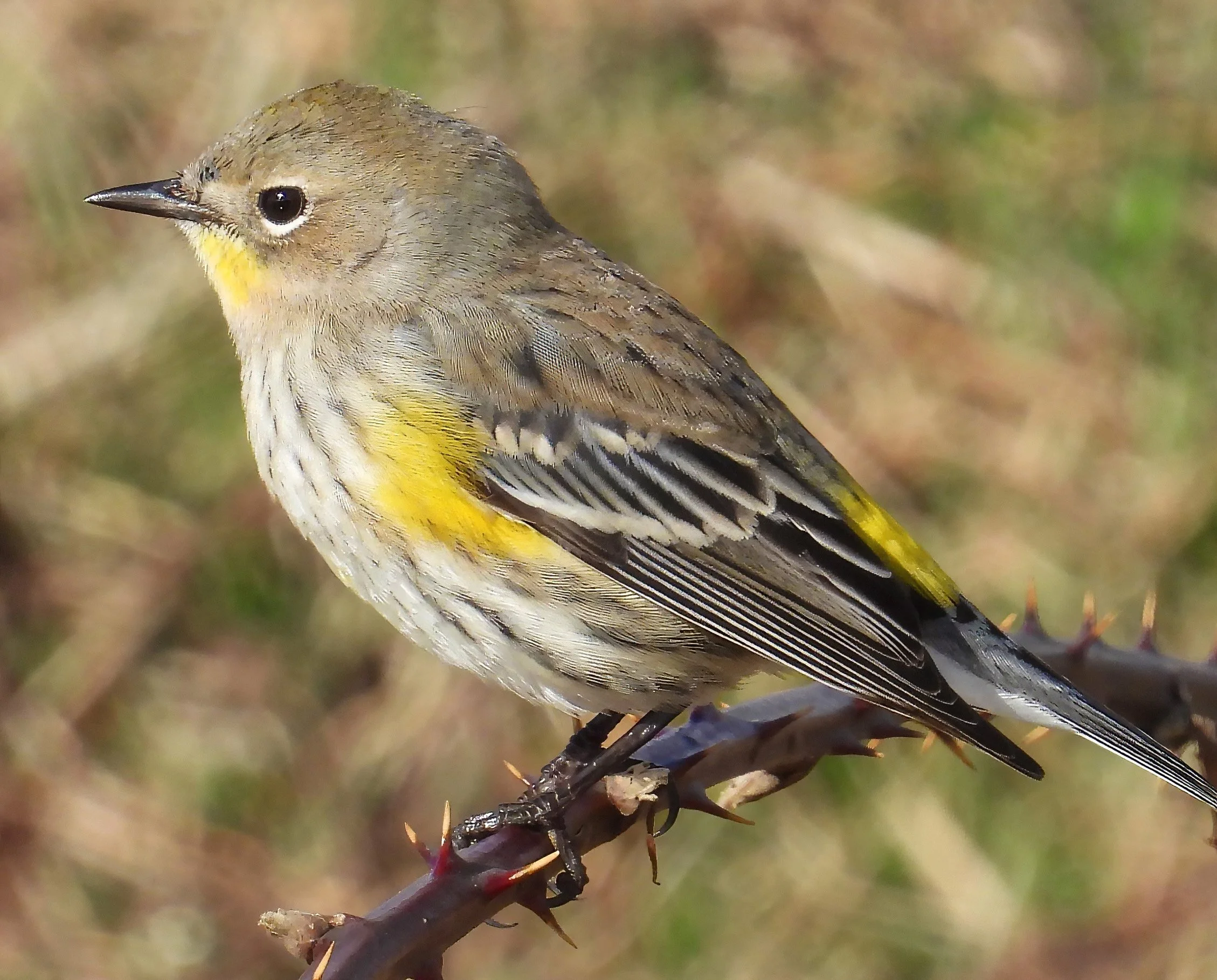 Warbler