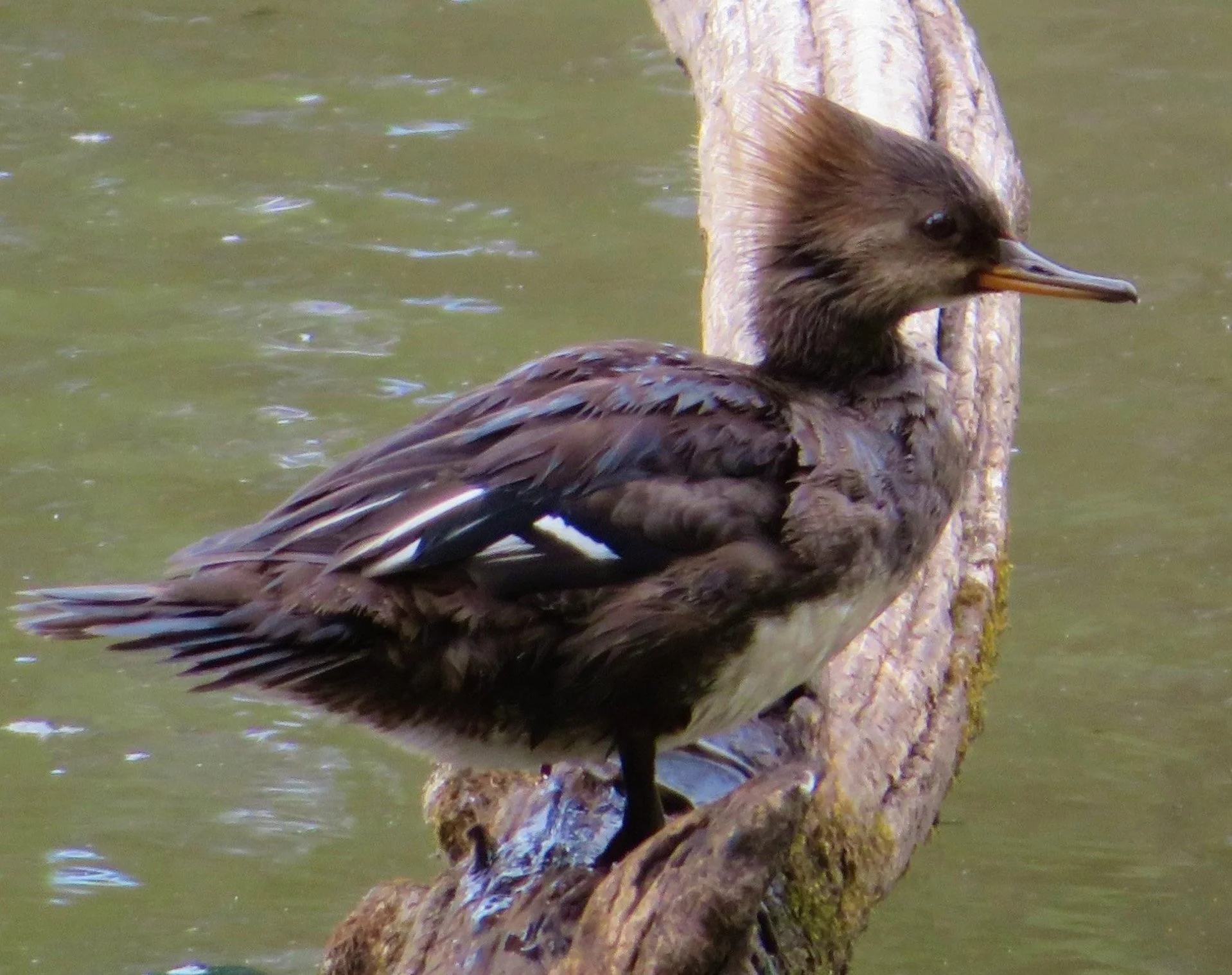 Hooded Merganser