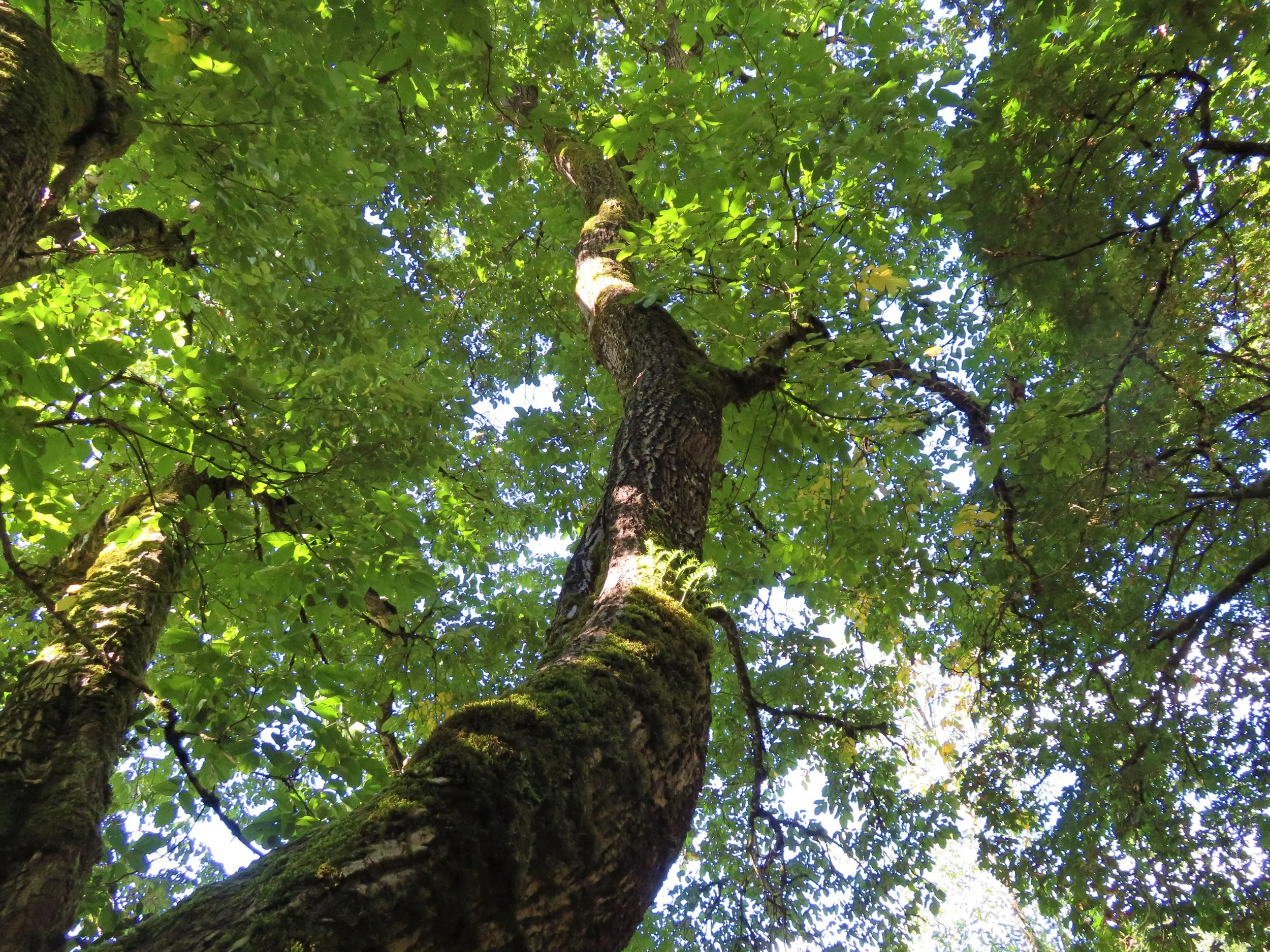 forest