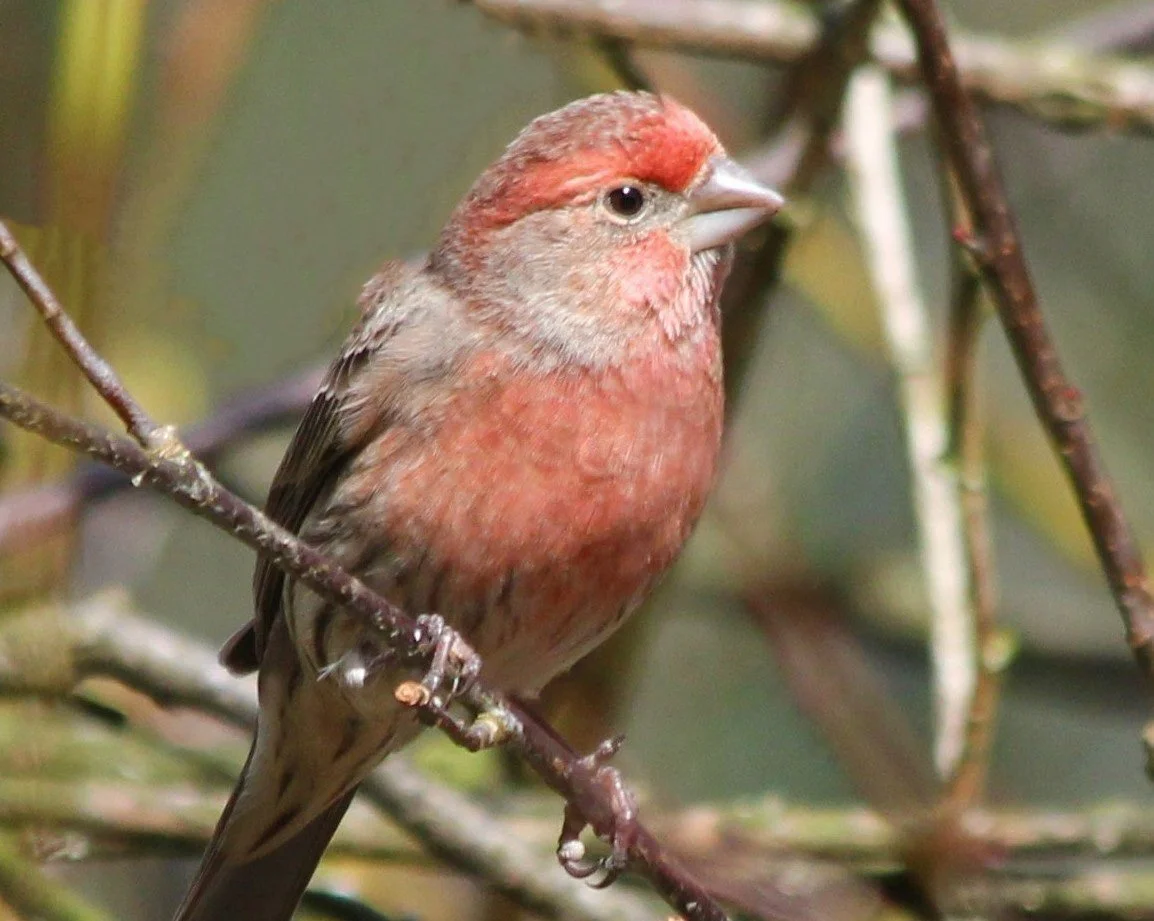 House Finch