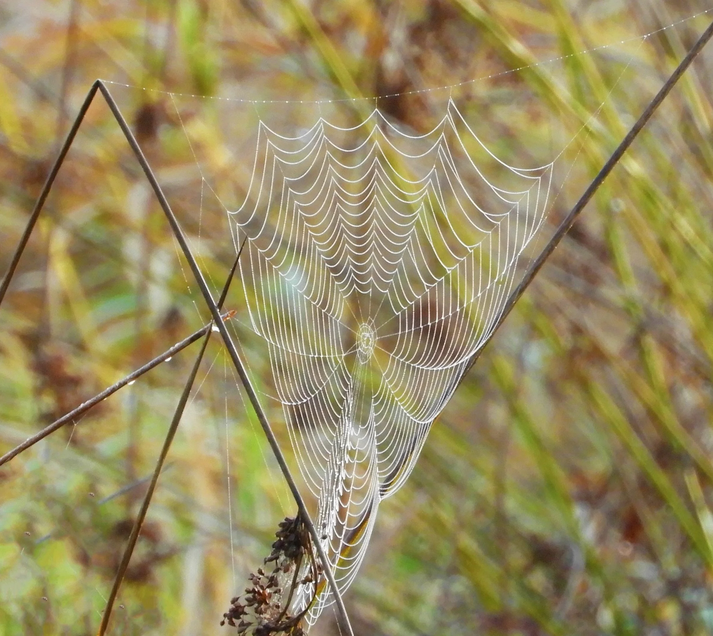 Spiderweb