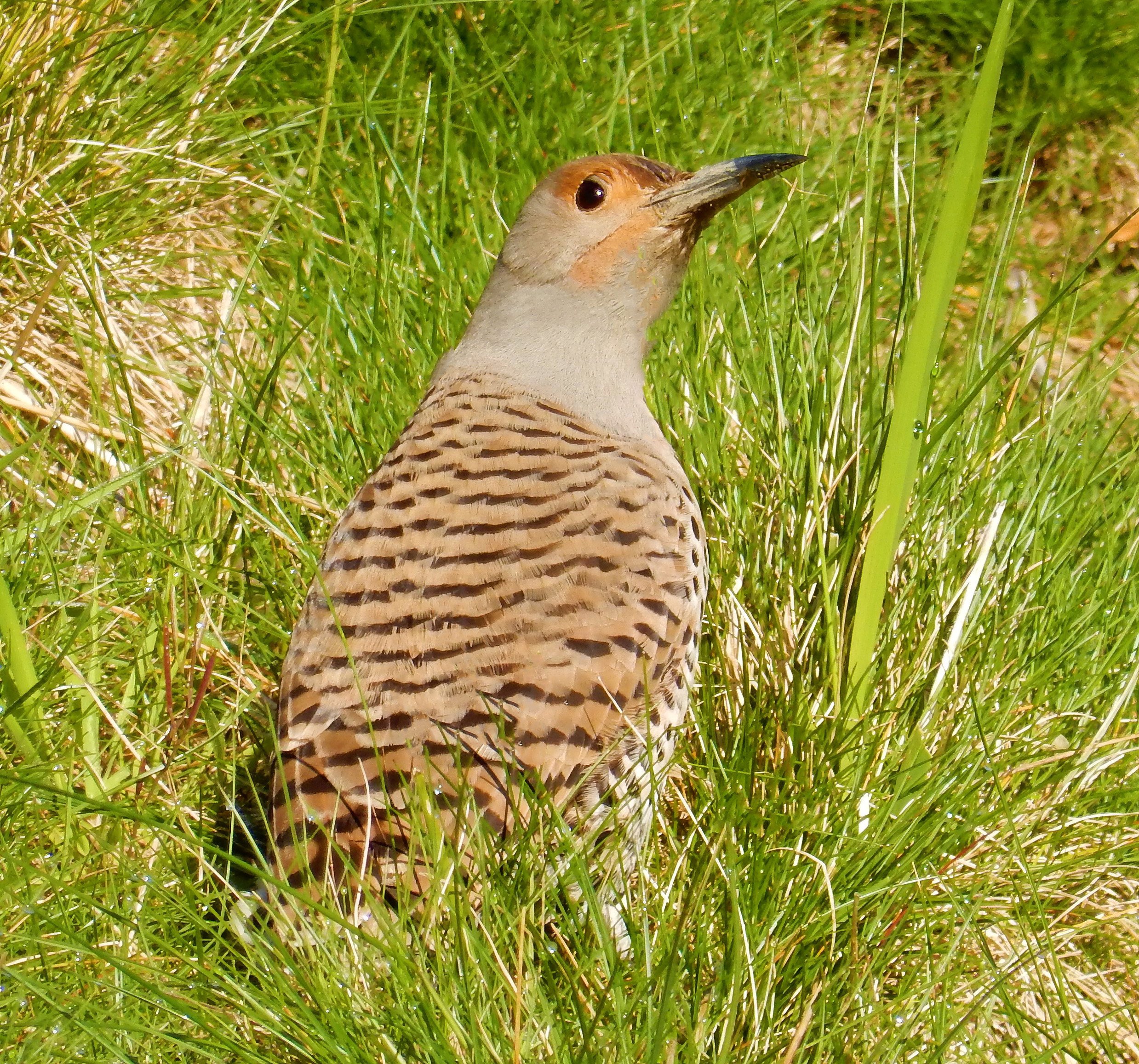 Northern Flicker