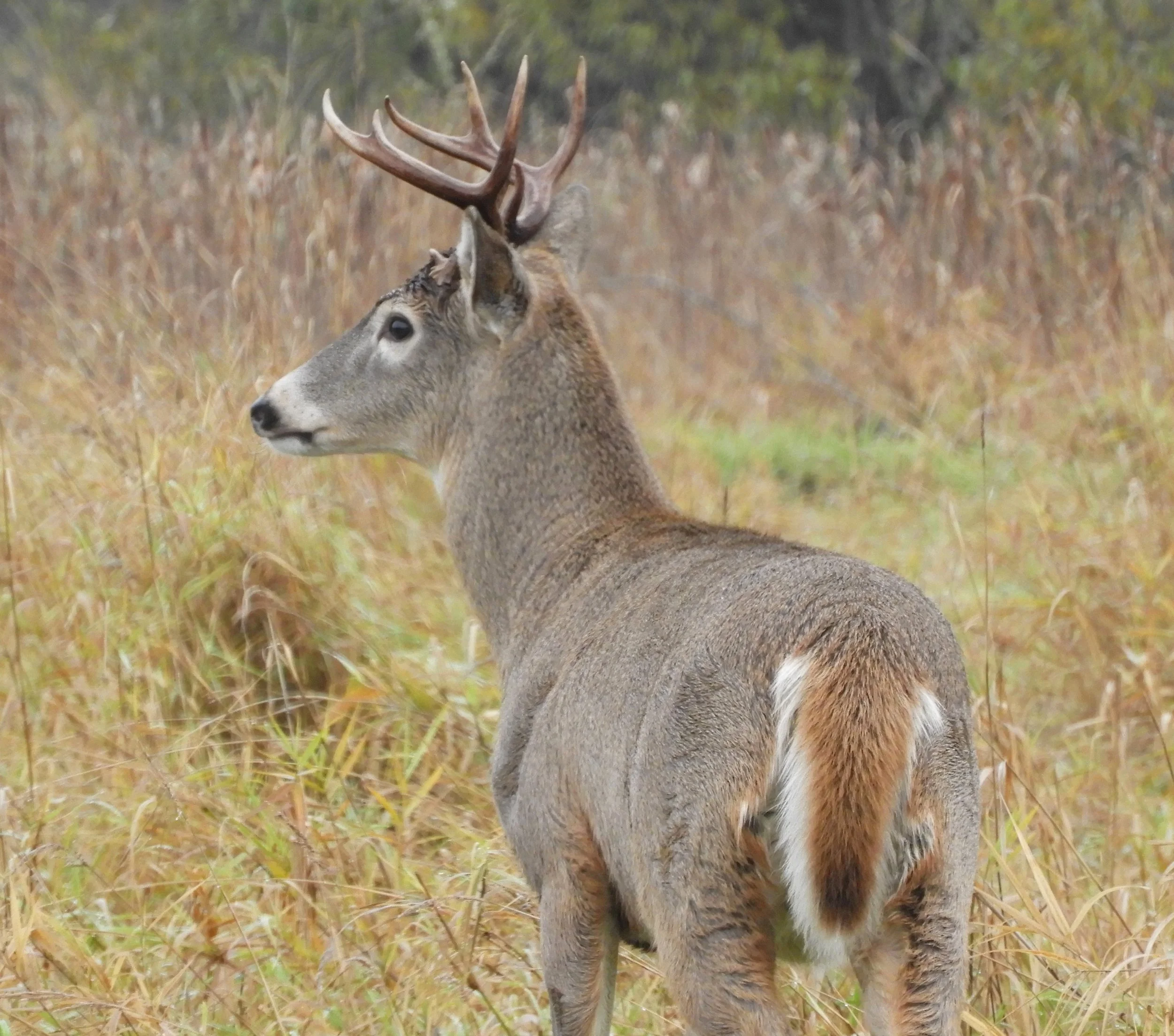 Buck