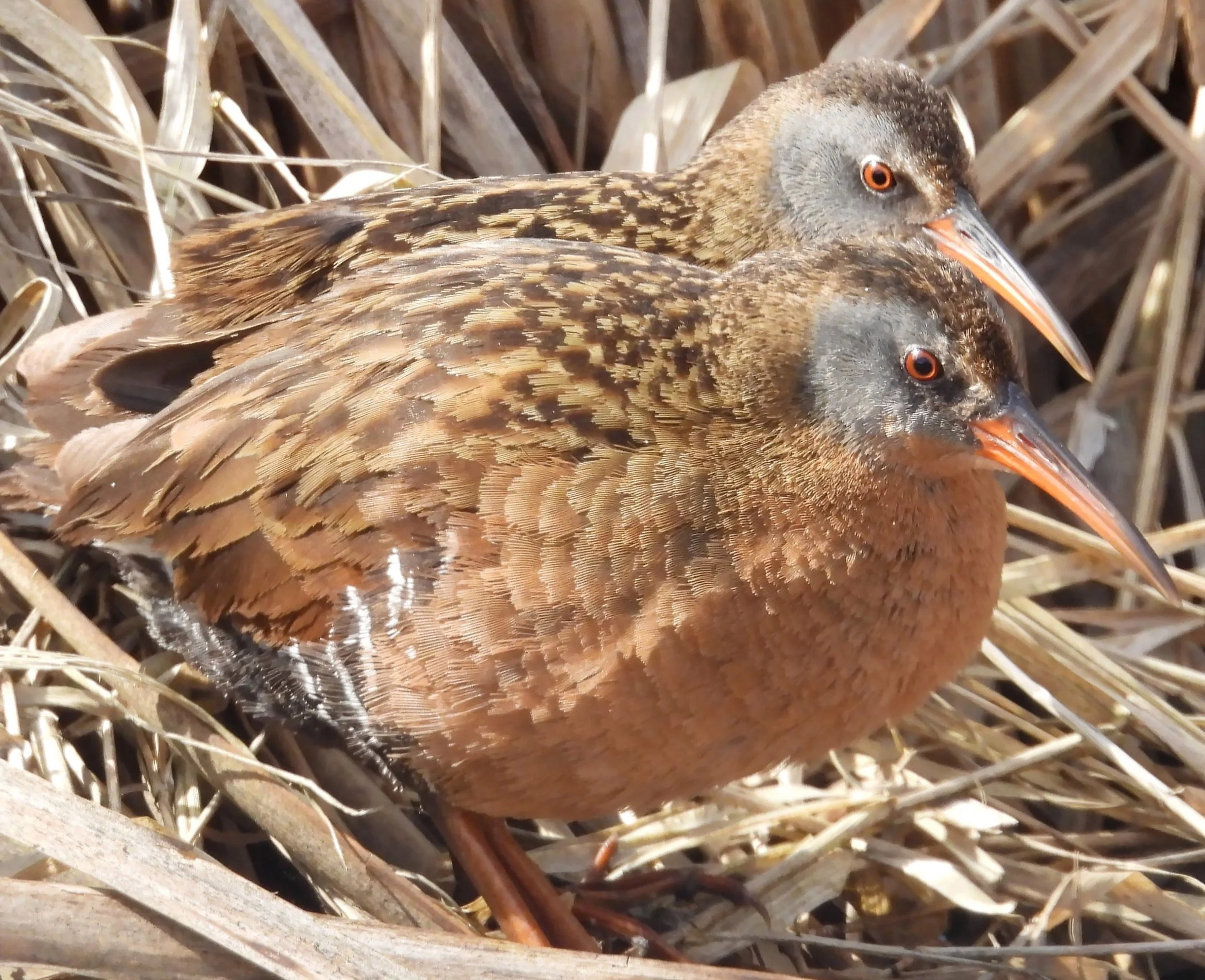 Virginia Rails