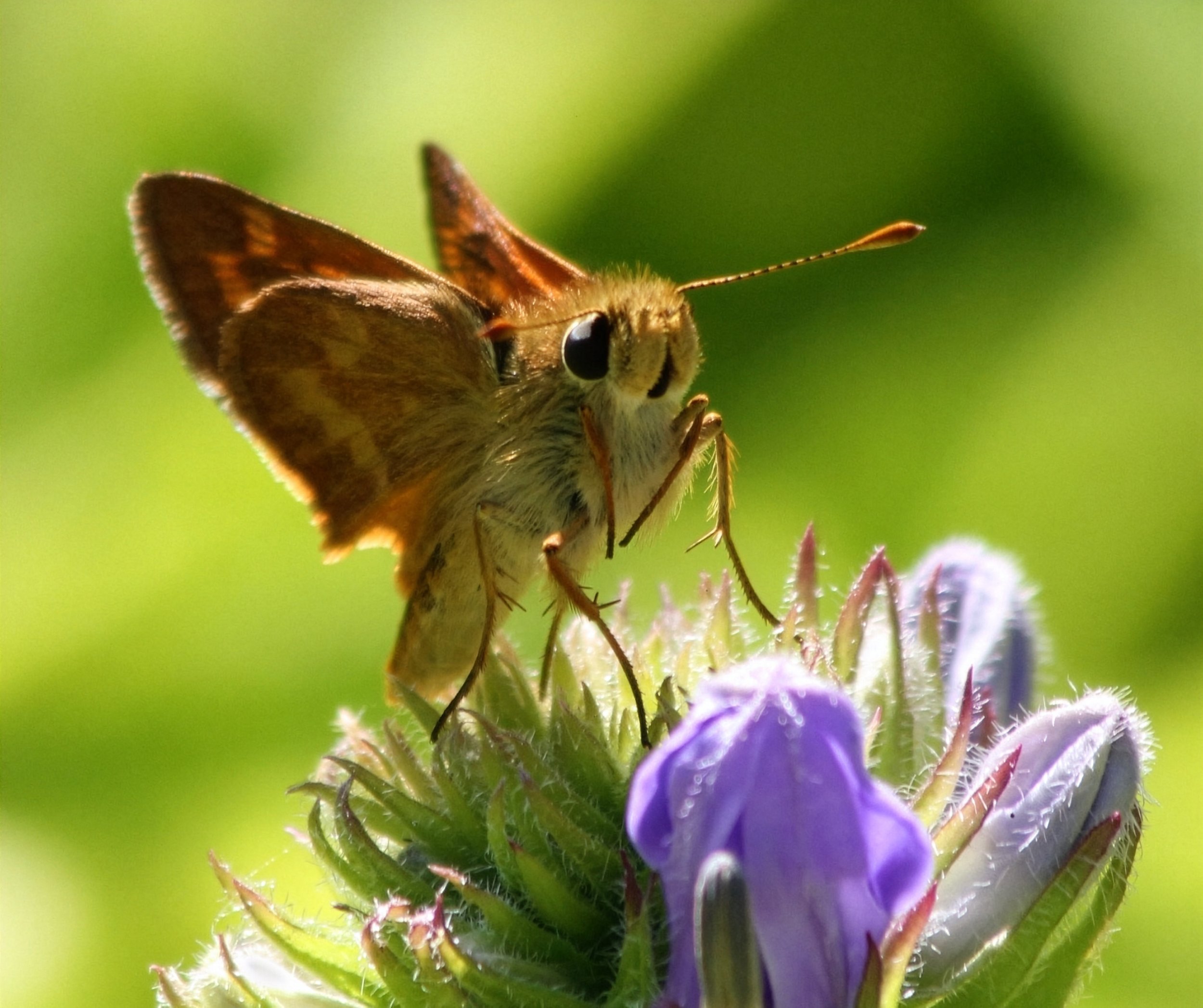 Skipper Butterfly