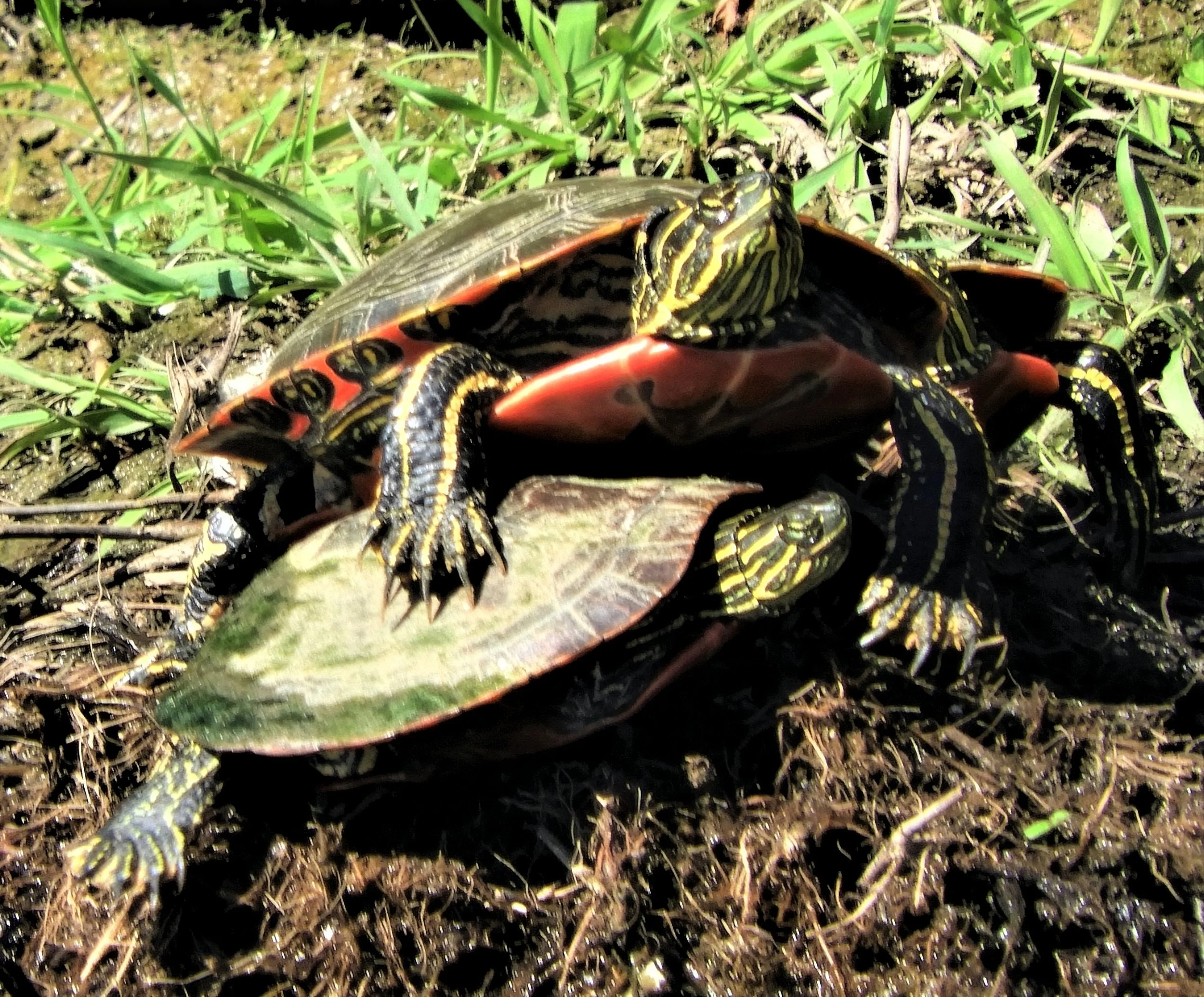 Turtles