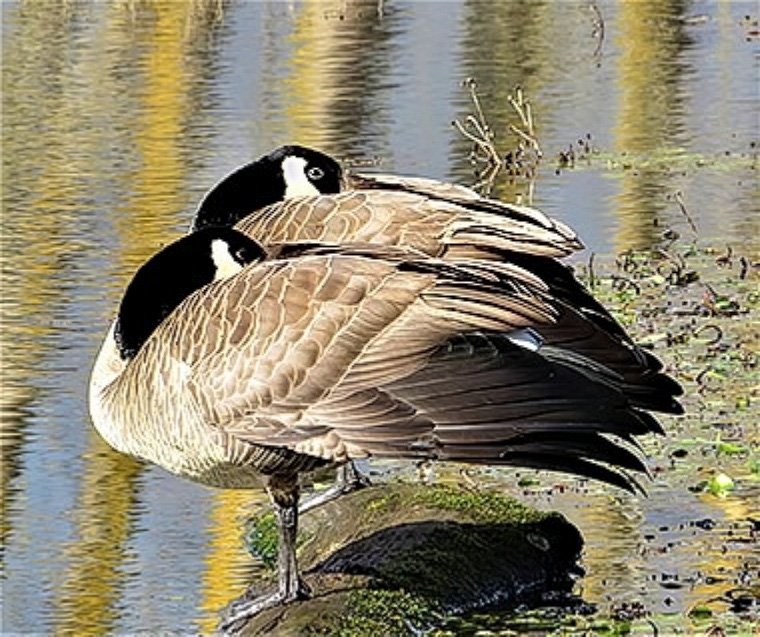 Geese