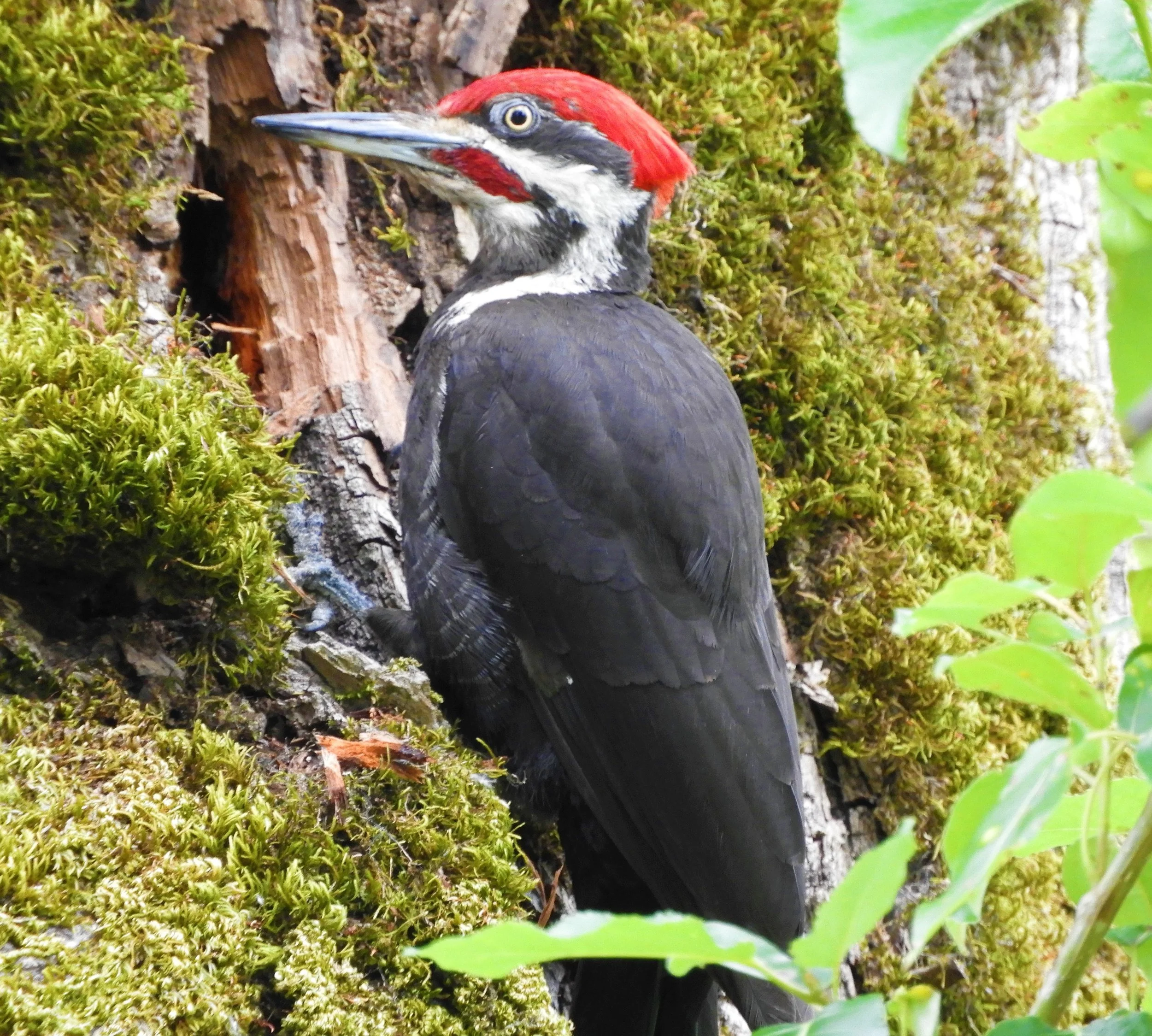 Pileated Woodpecker