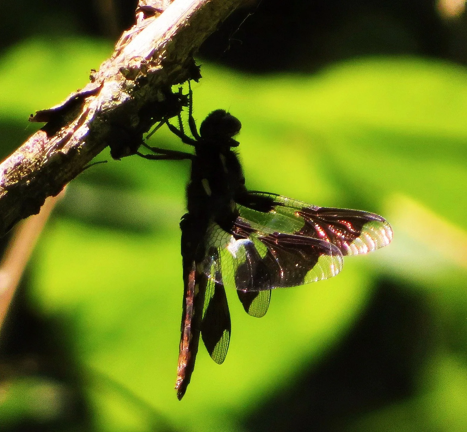 Dragonfly