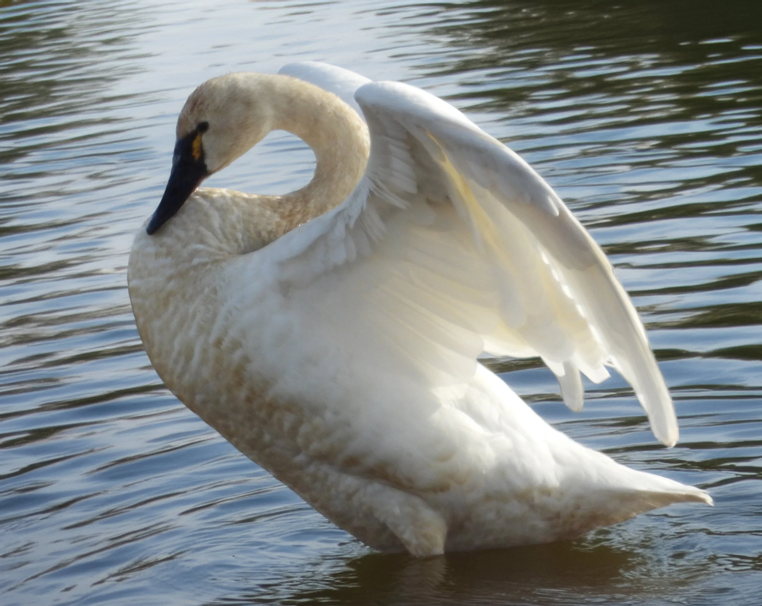 Tundra Swan